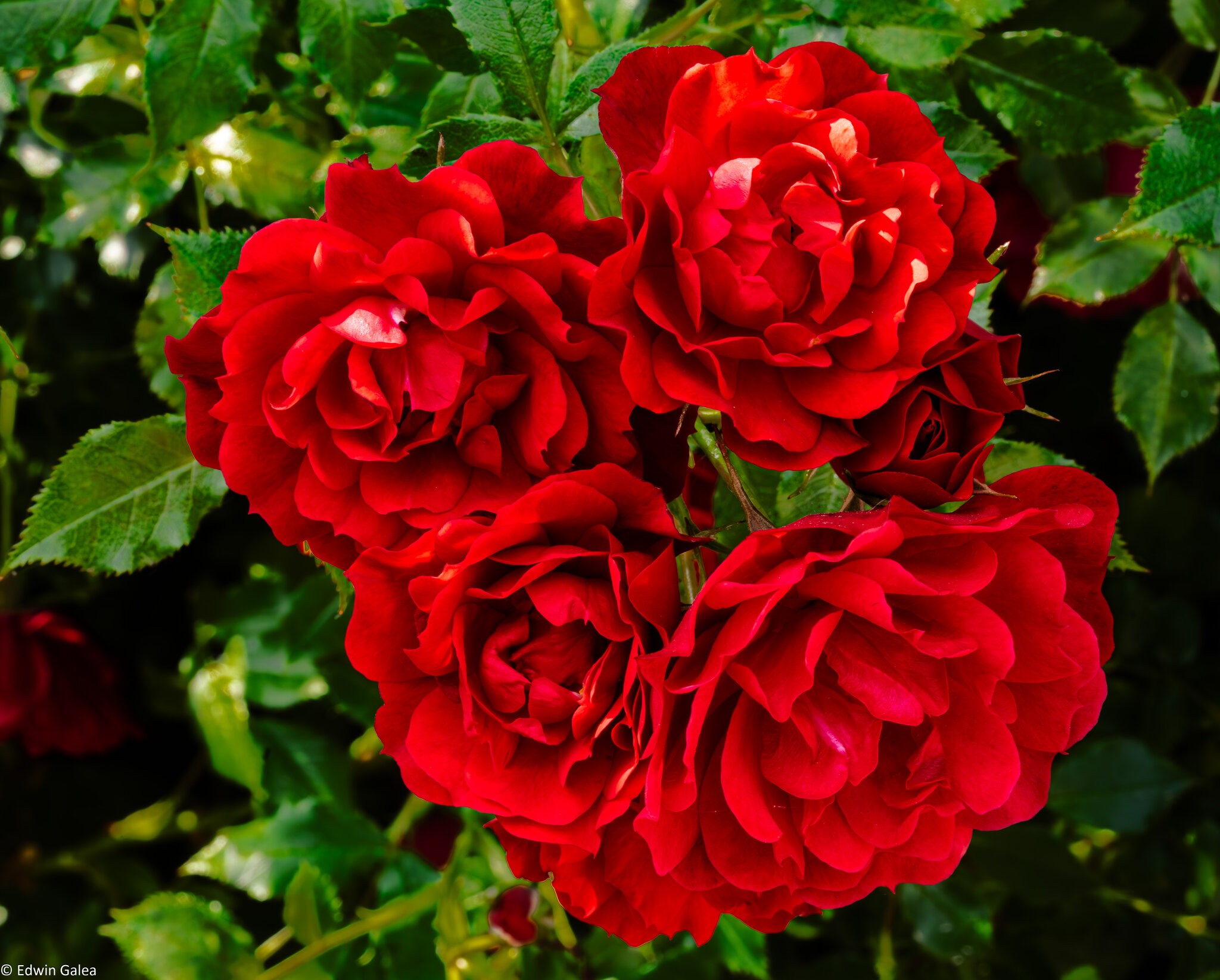 red flowers-2.jpg