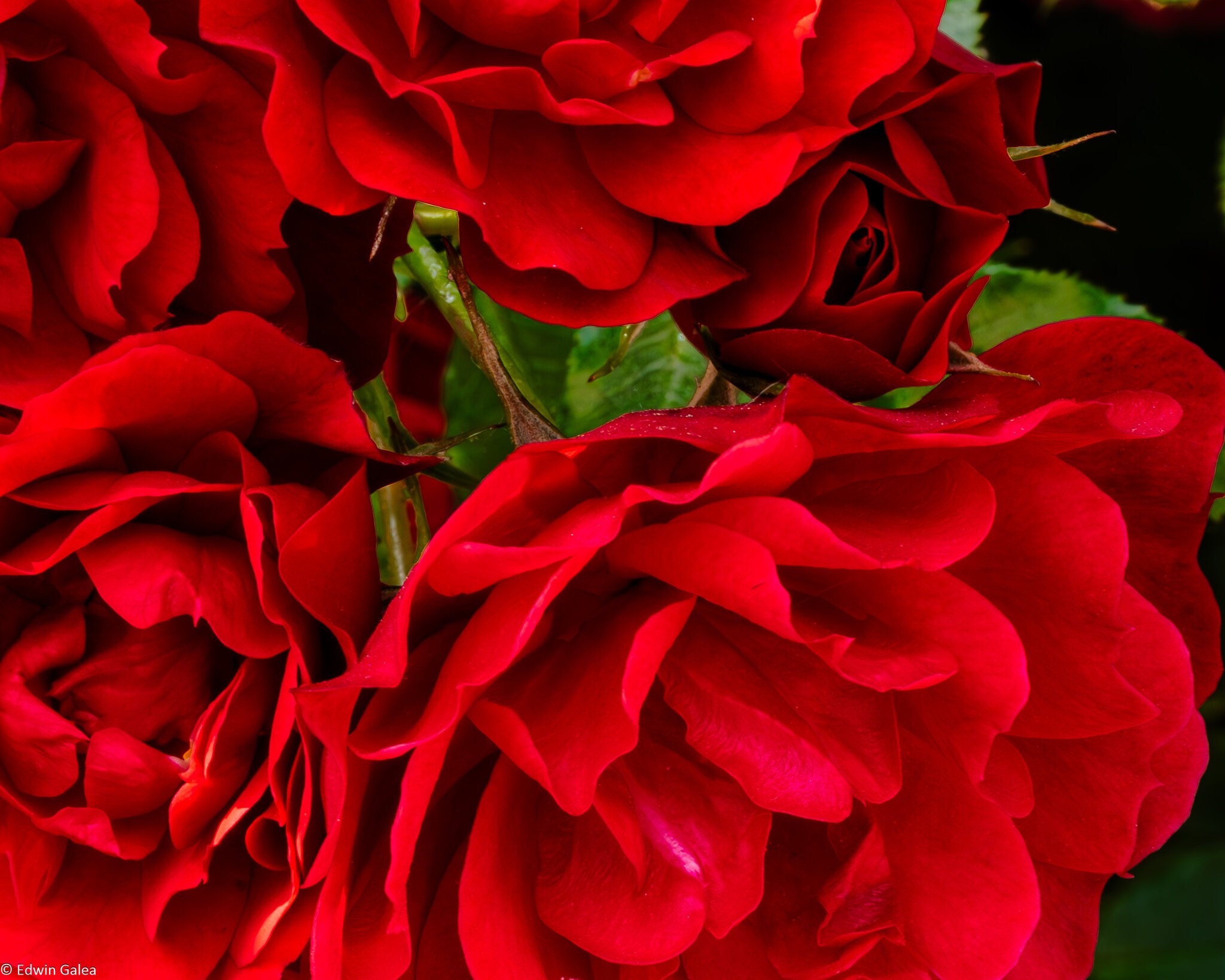 red flowers-4.jpg