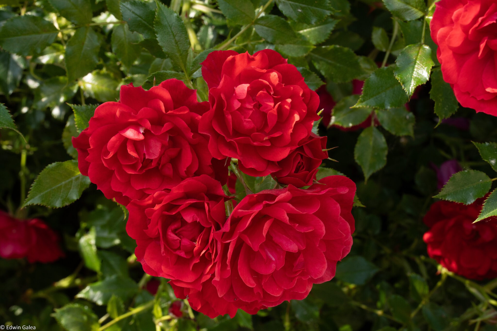 red-flowers_unedited-1.jpg