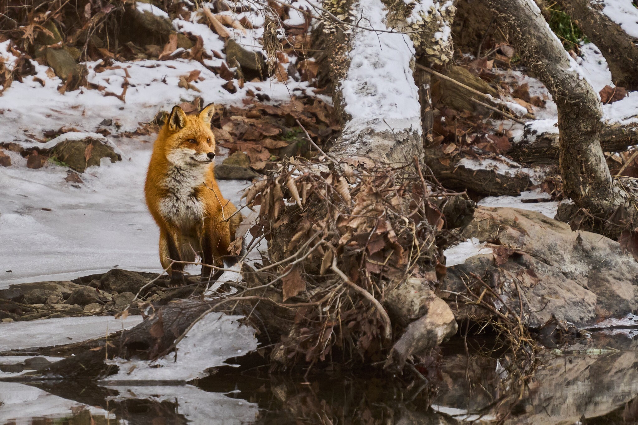 Red Fox - BCSP TB - 01182025 - 02.jpg