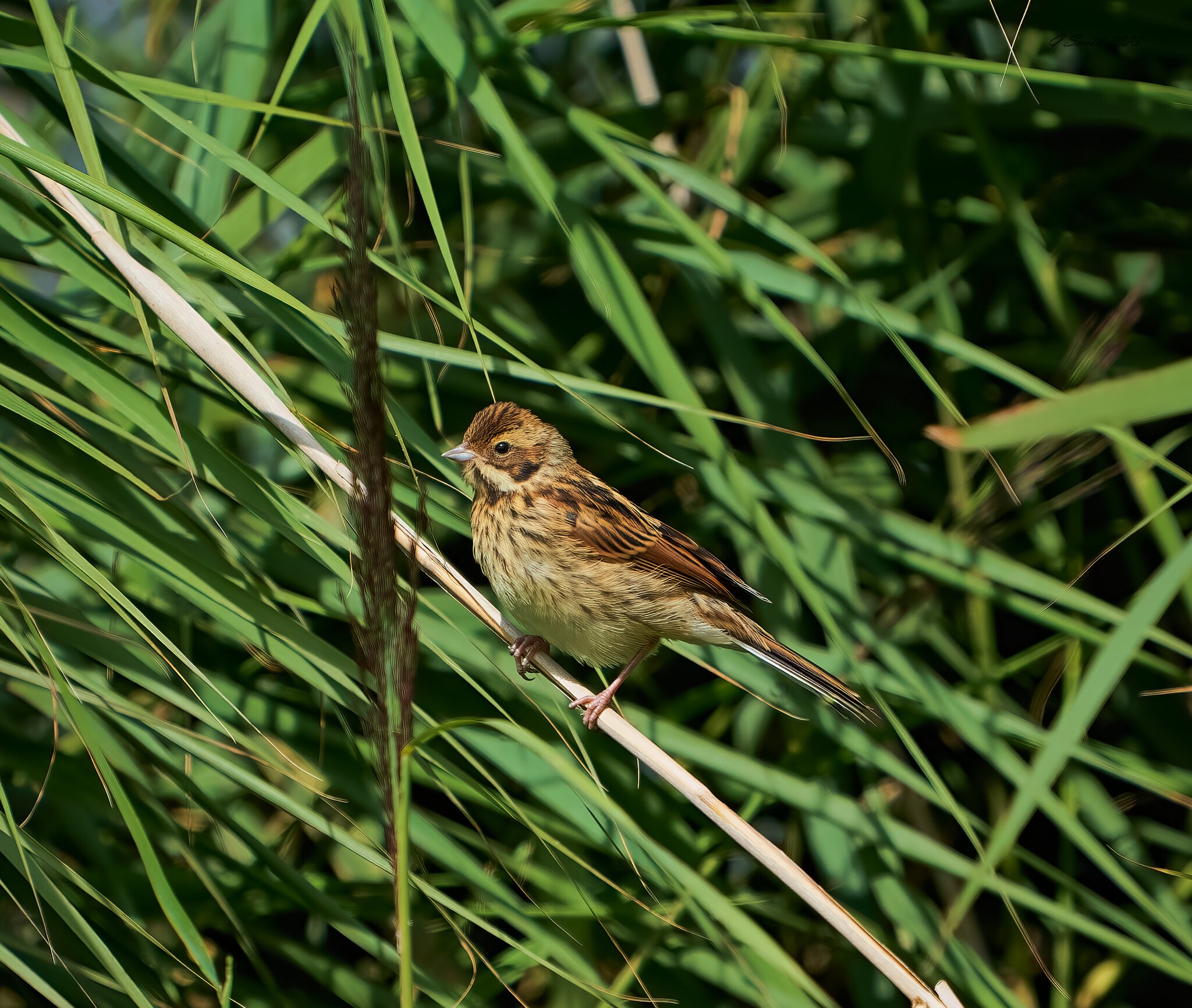 reed bunting 2023 34.jpg