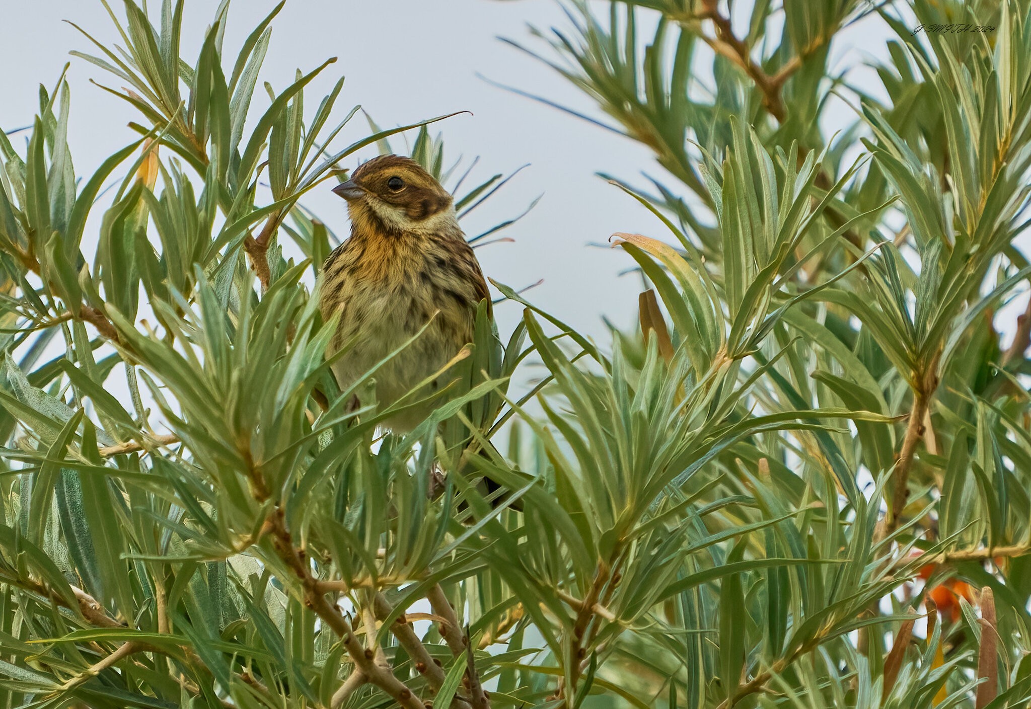 reed bunting 2024 10.jpg