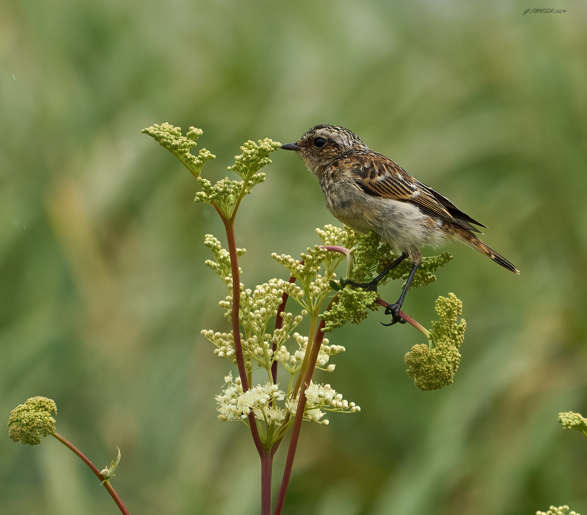 reed bunting 2024 6.jpg