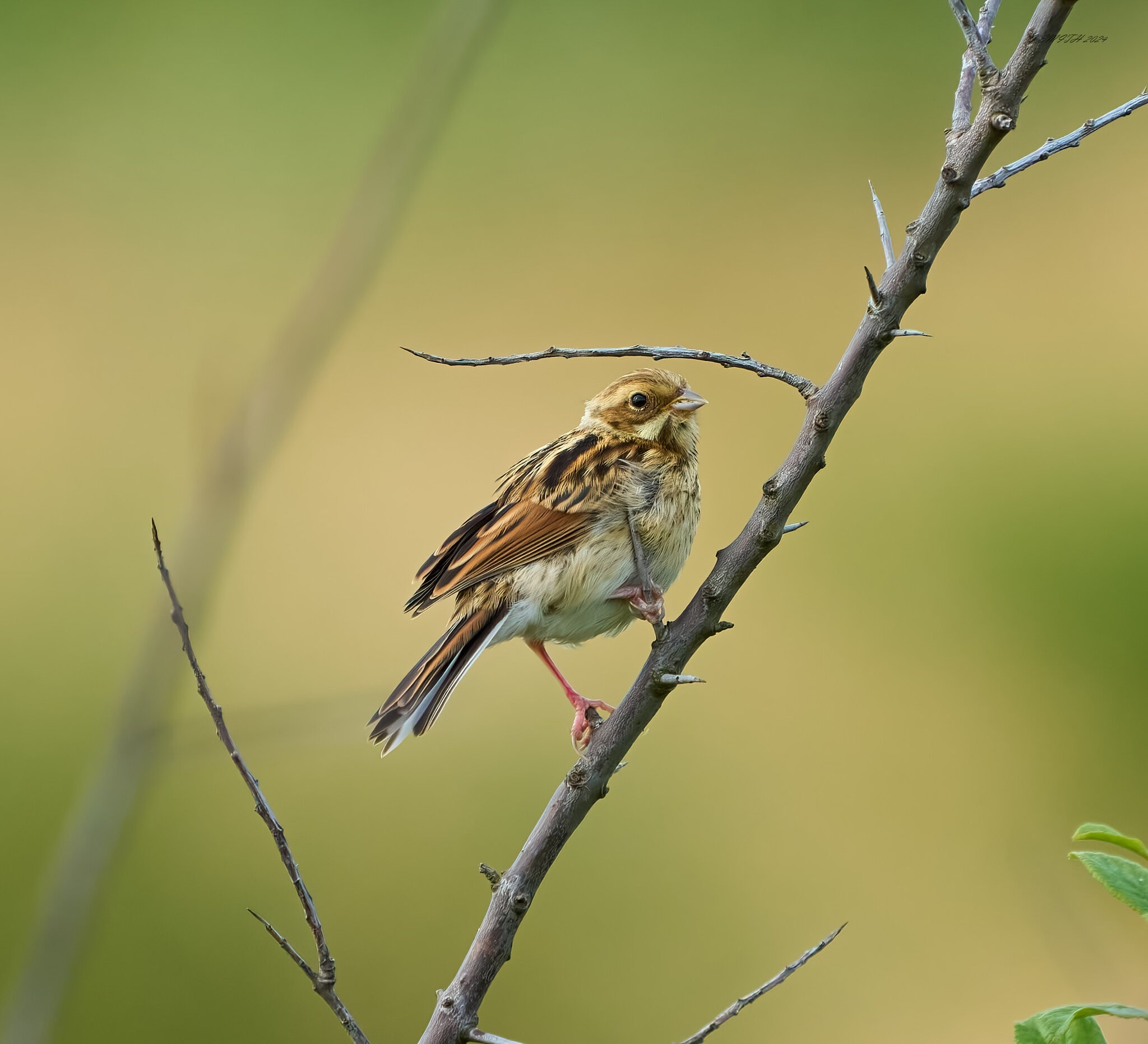 reed bunting 2024 9.jpg