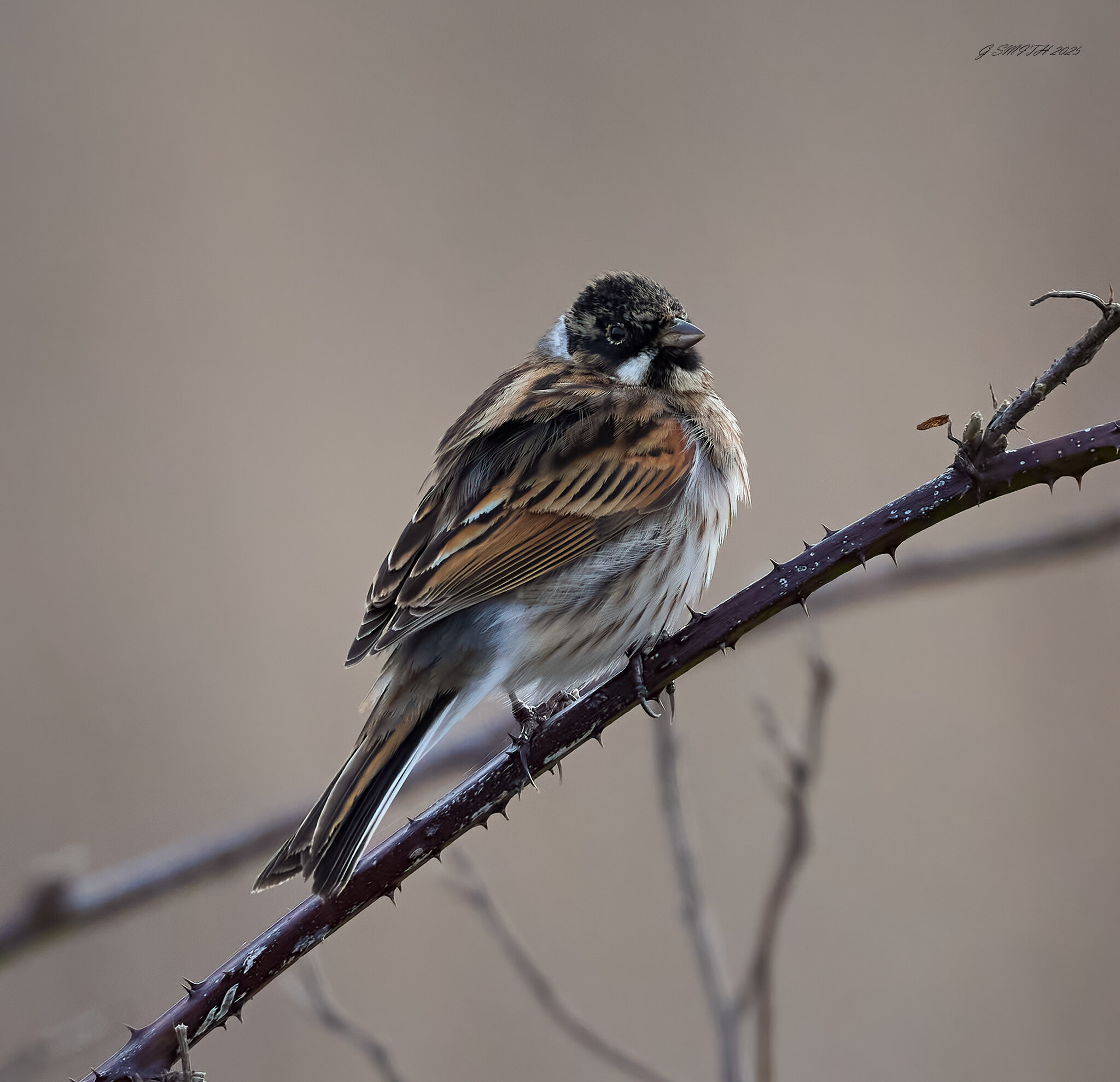 reed bunting 2025 2.jpg