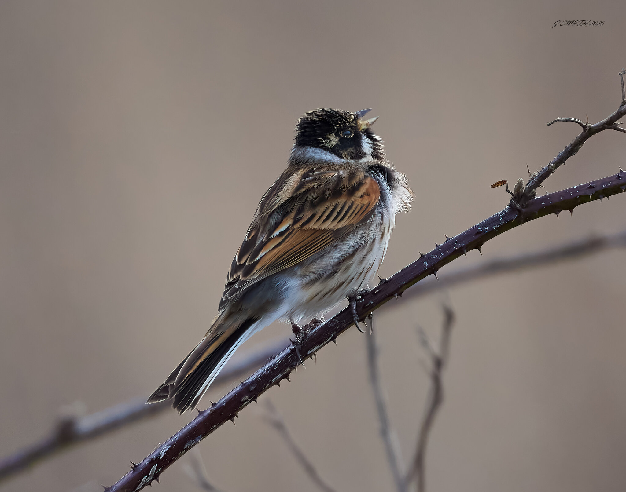 reed bunting 2025.jpg