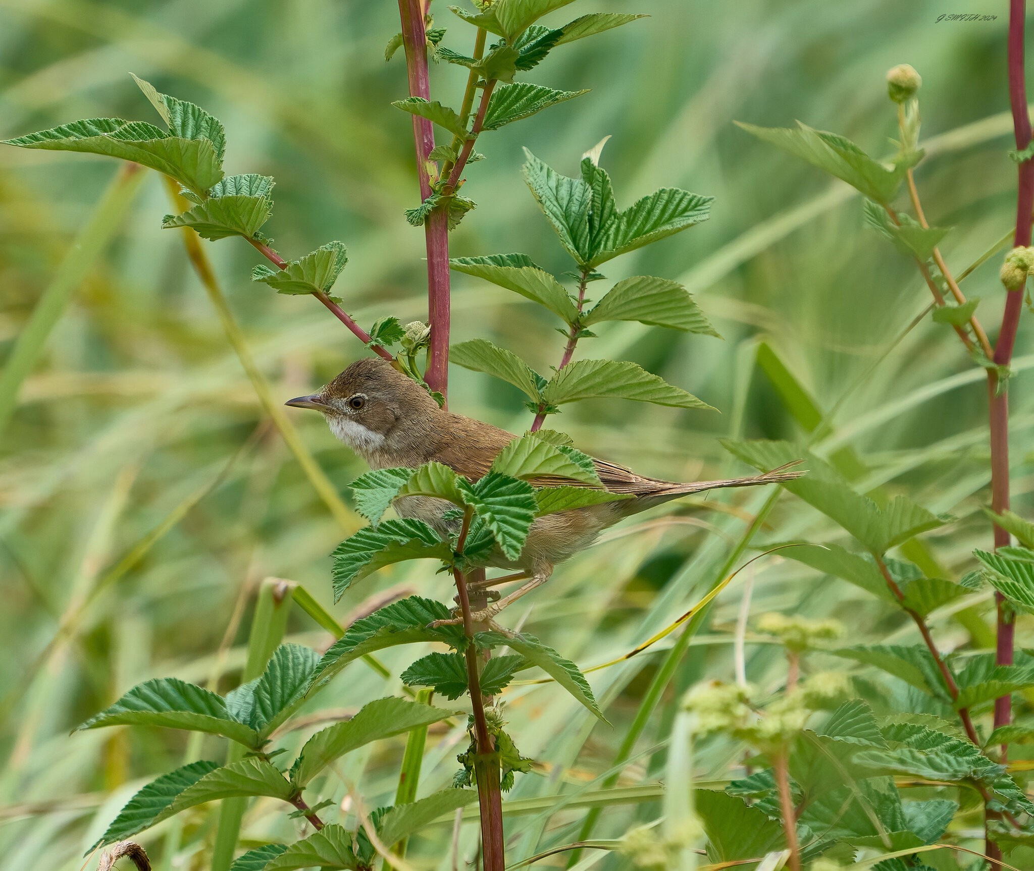 reed warbler 2024 1.jpg