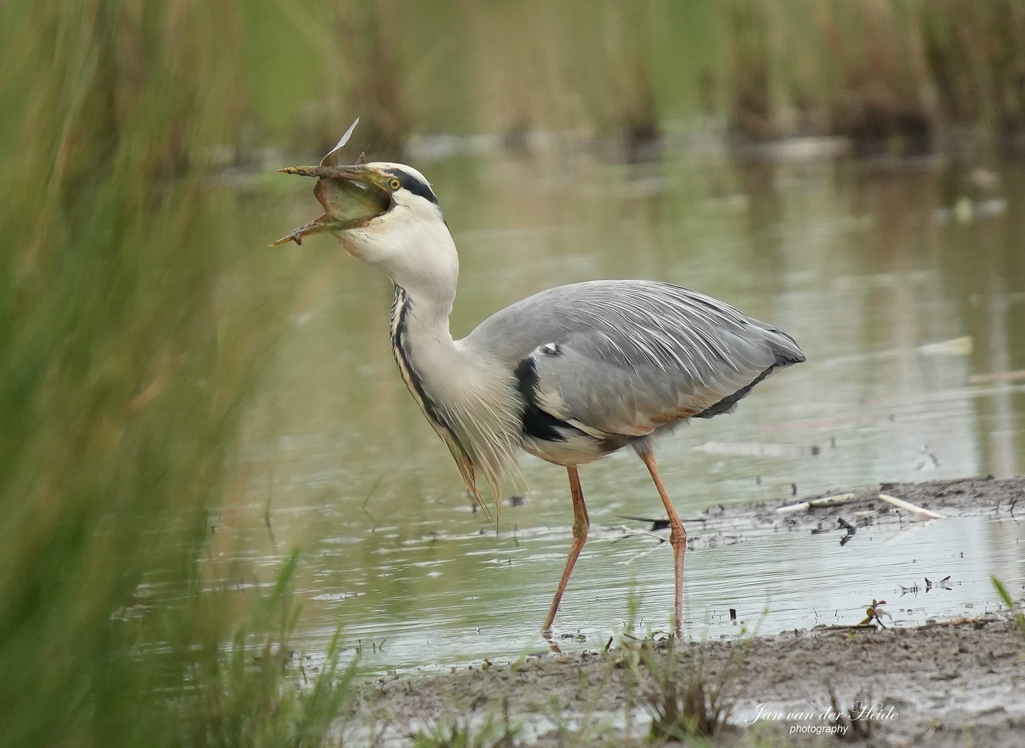 Reiger6.jpg