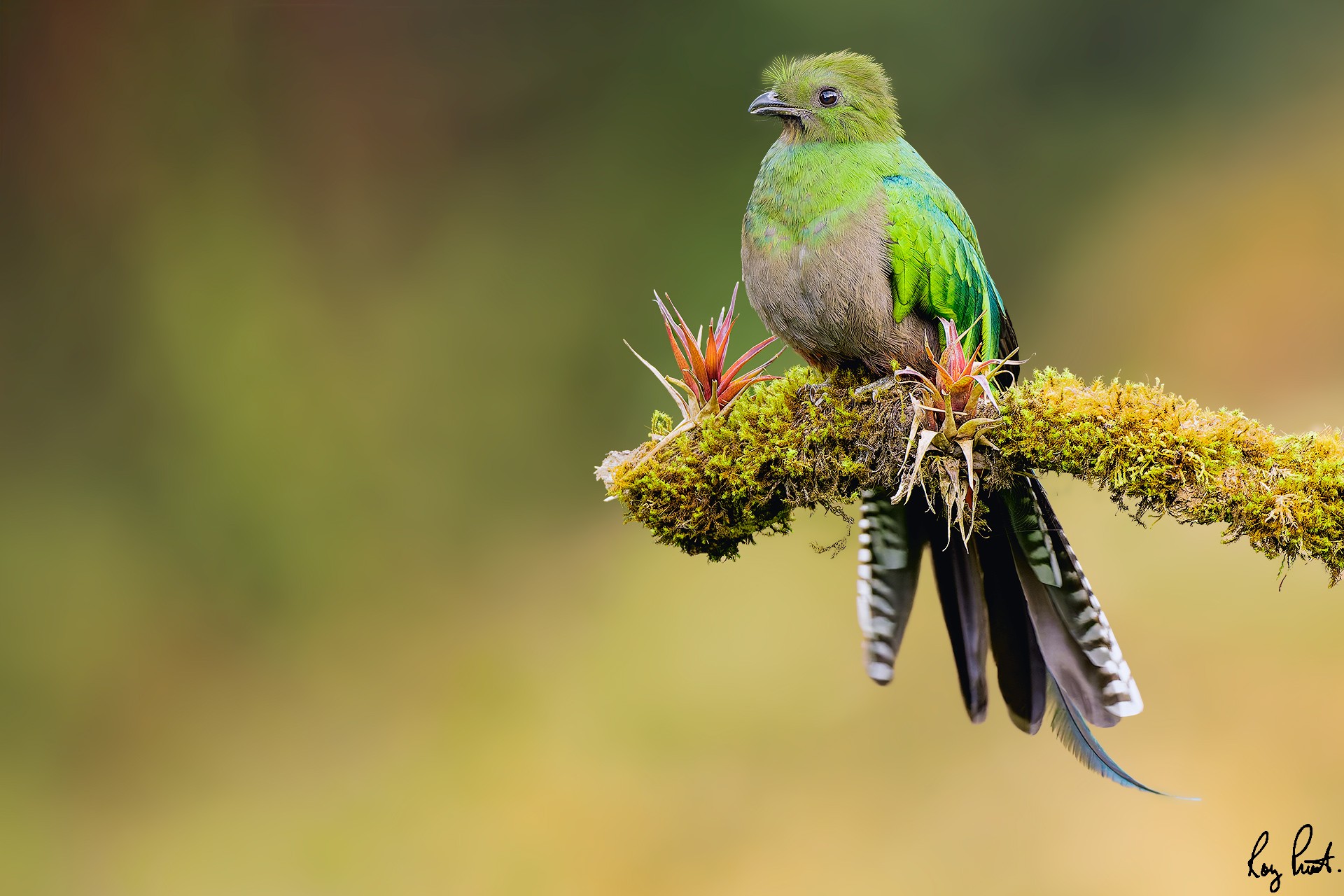 Resplendent-Quetzal-20549-ARW.jpg