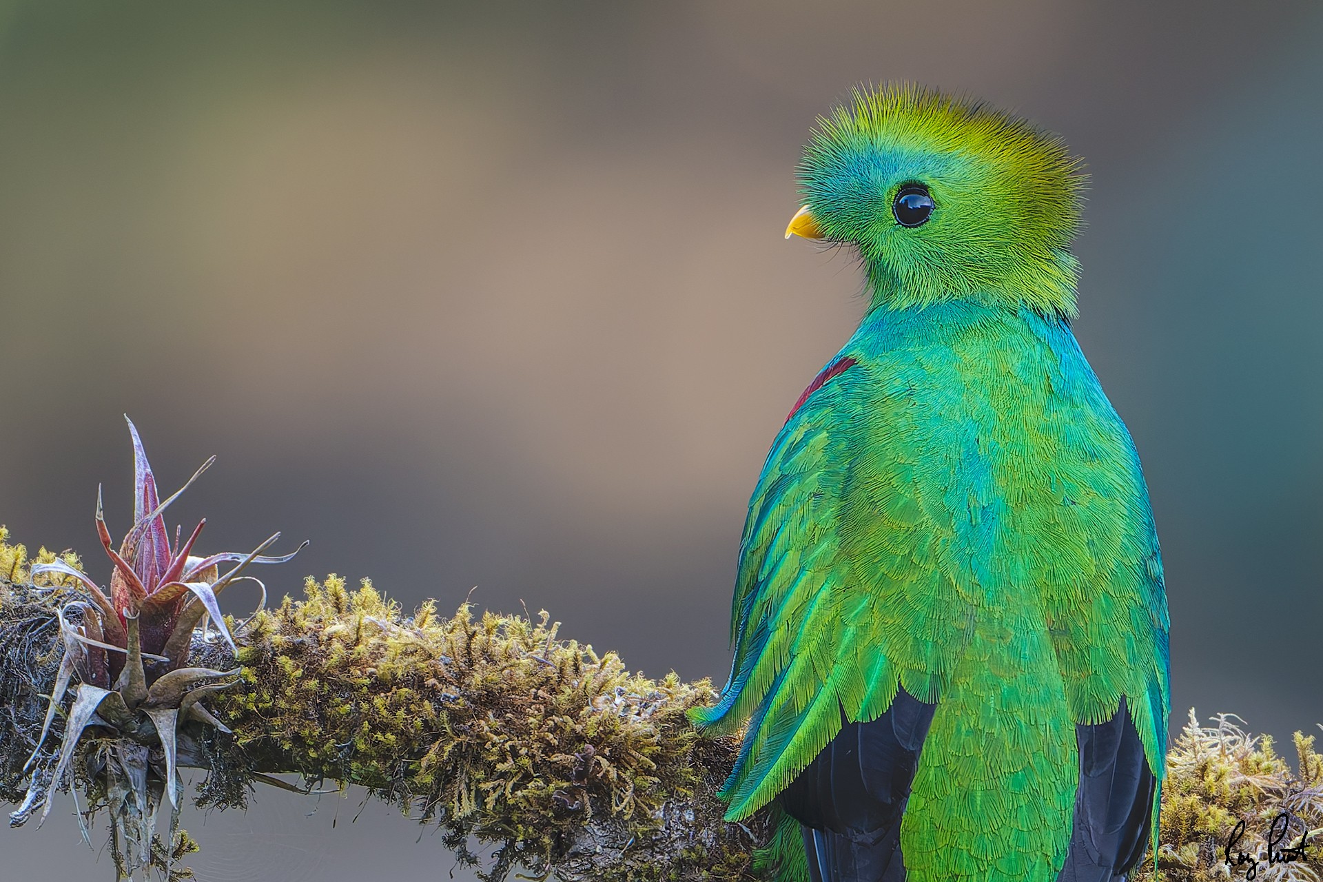 Resplendent-Quetzal-21436-ARW.jpg