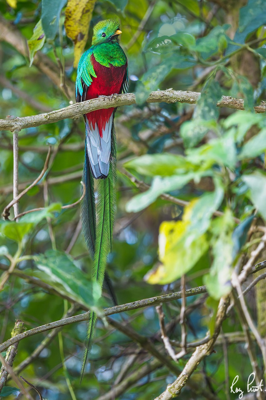 Resplendent-Quetzal-24996-ARW.jpg