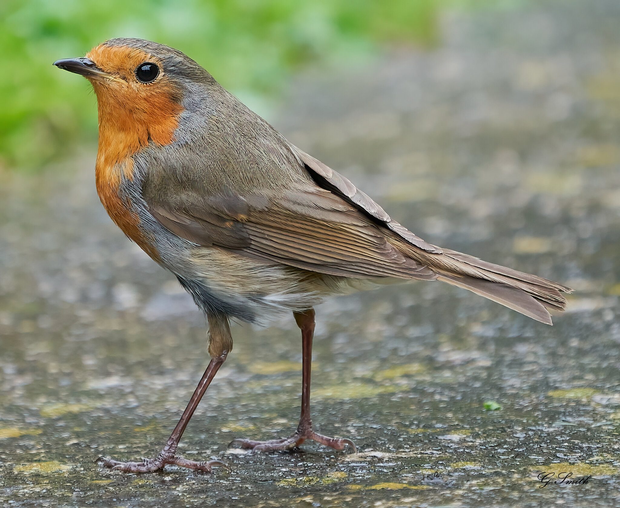 robin a9 +1.4.jpg