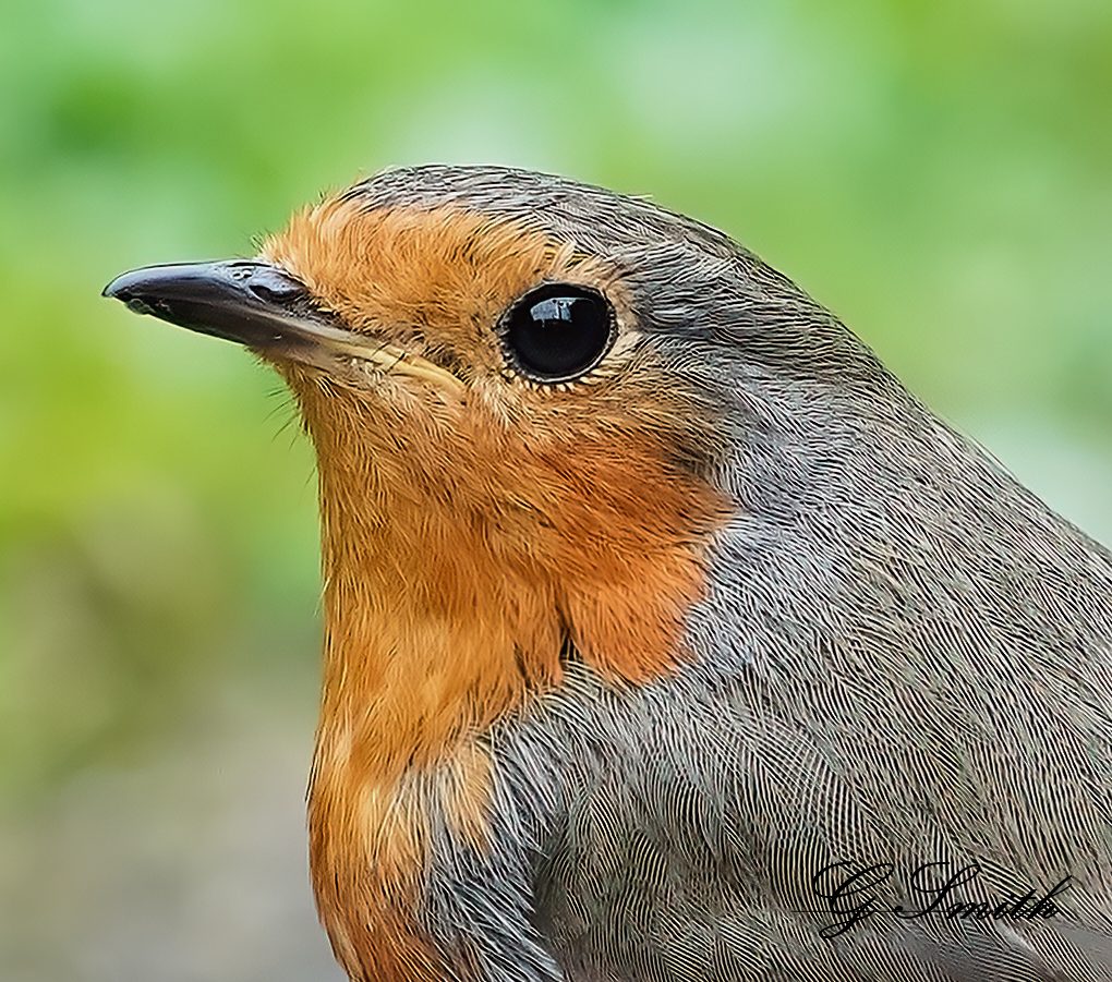 robins head shot.jpg