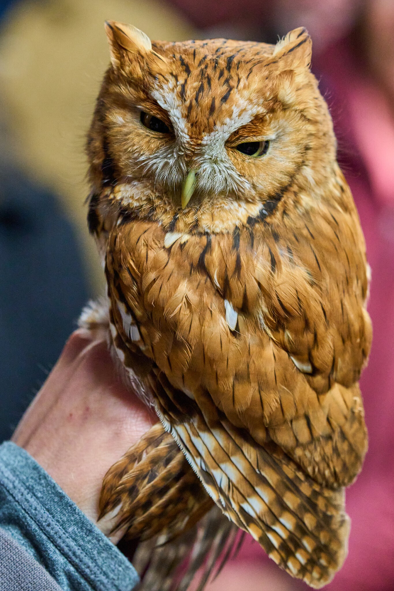 Screech Owl - Rushton Farm - 11152024 - 01.jpg