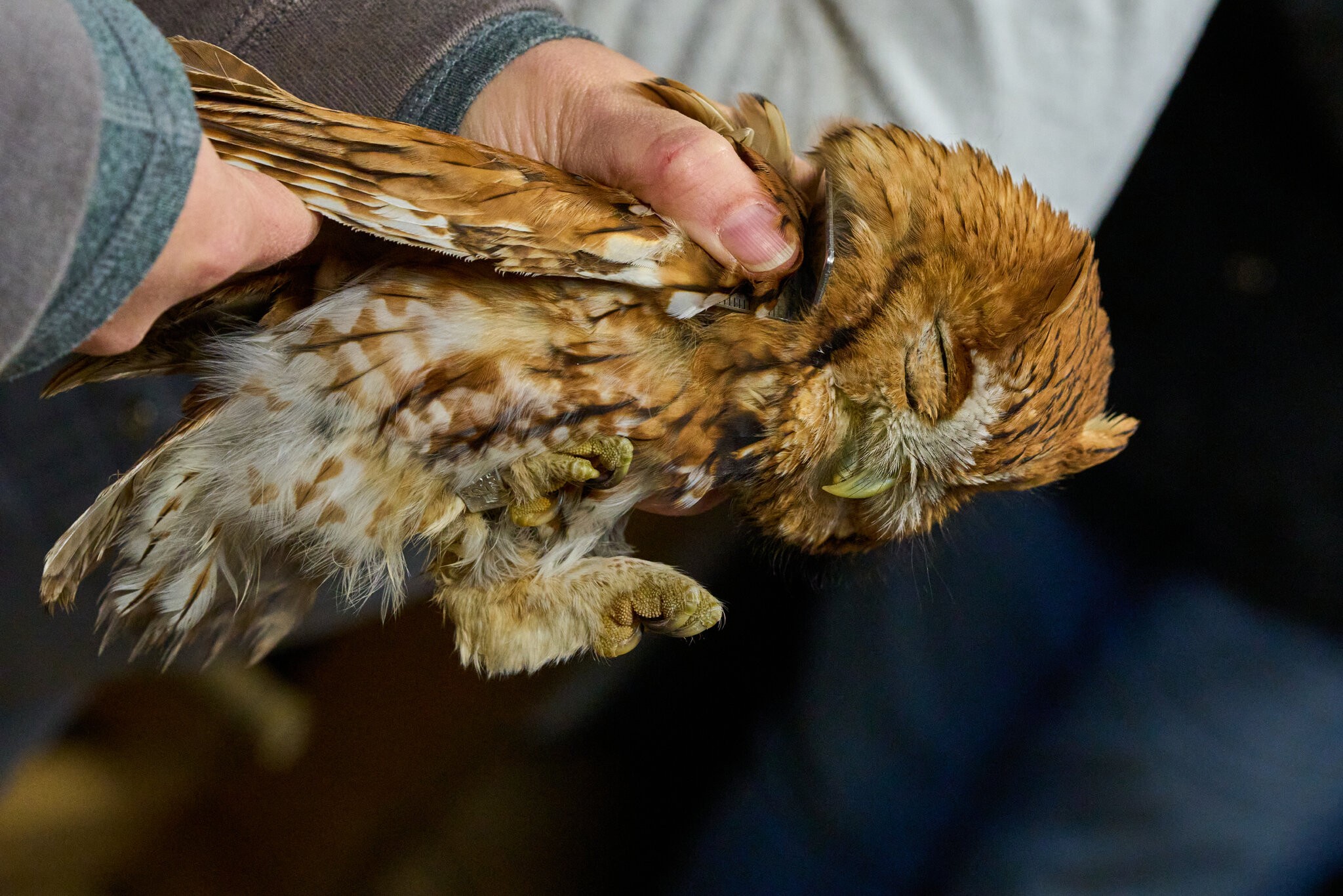 Screech Owl - Rushton Farm - 11152024 - 03.jpg