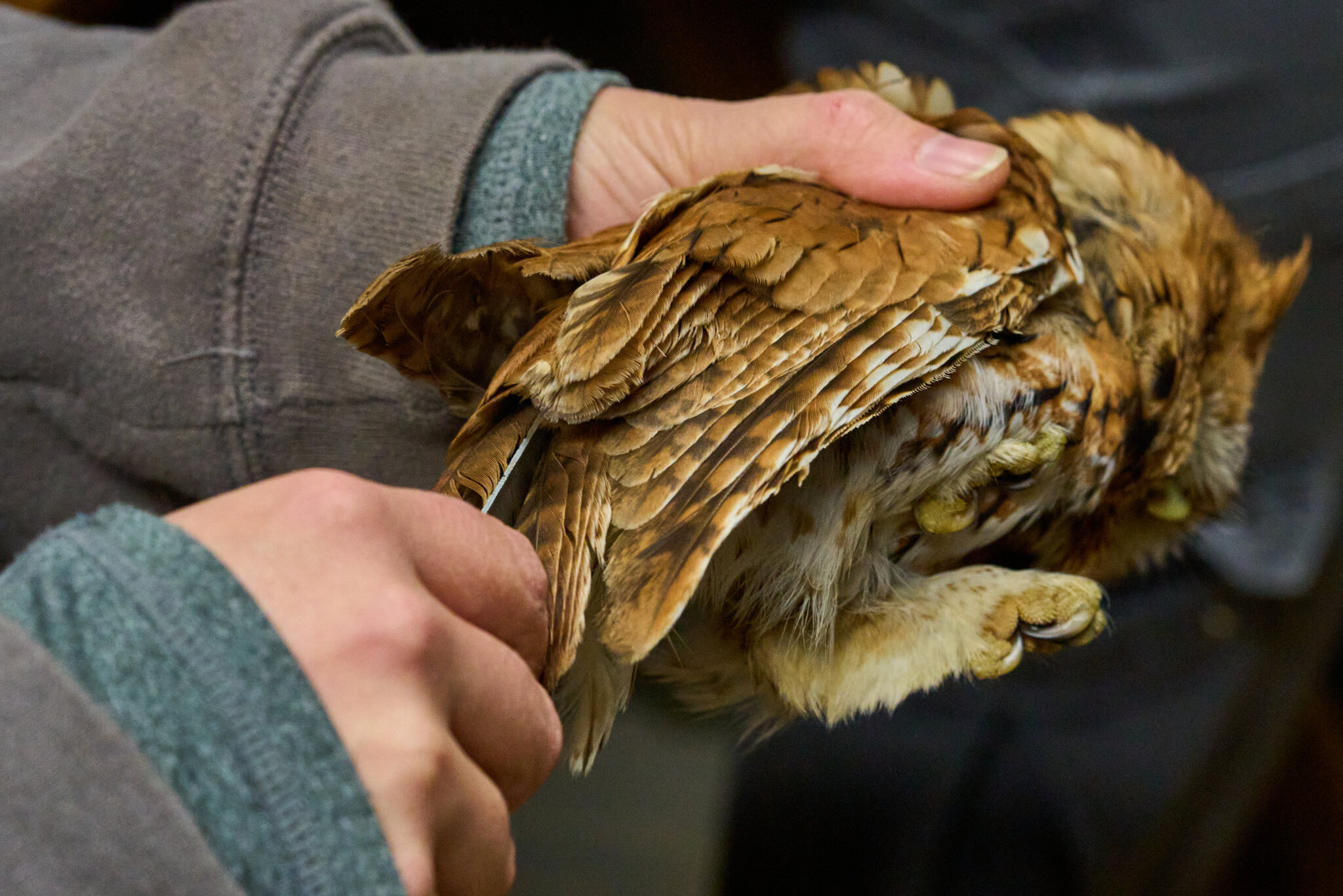 Screech Owl - Rushton Farm - 11152024 - 04.jpg