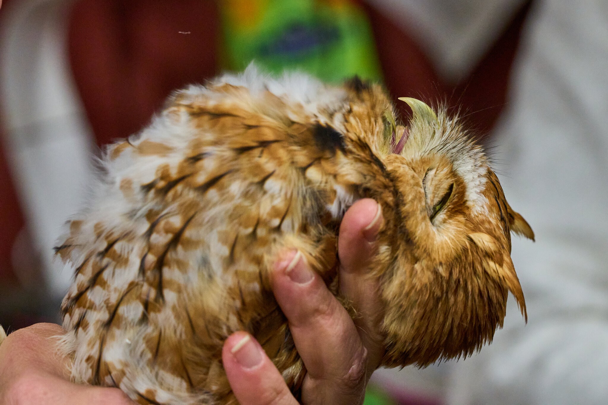 Screech Owl - Rushton Farm - 11152024 - 05.jpg