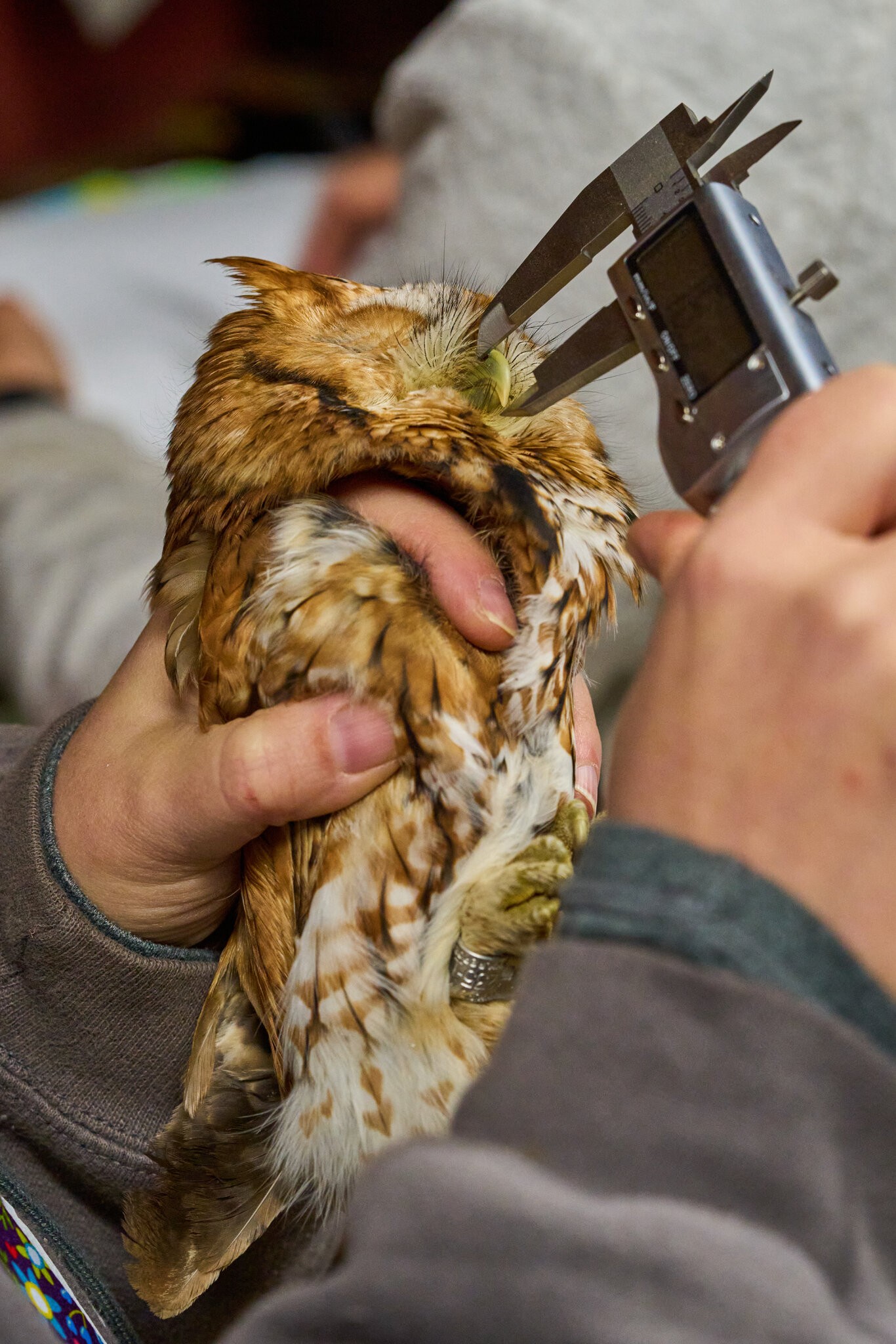 Screech Owl - Rushton Farm - 11152024 - 06.jpg