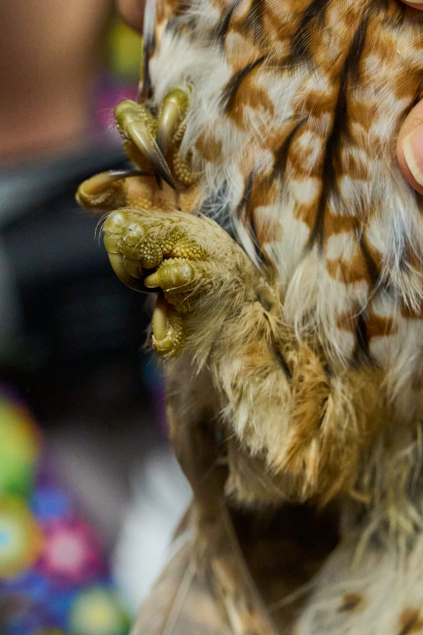 Screech Owl - Rushton Farm - 11152024 - 10.jpg