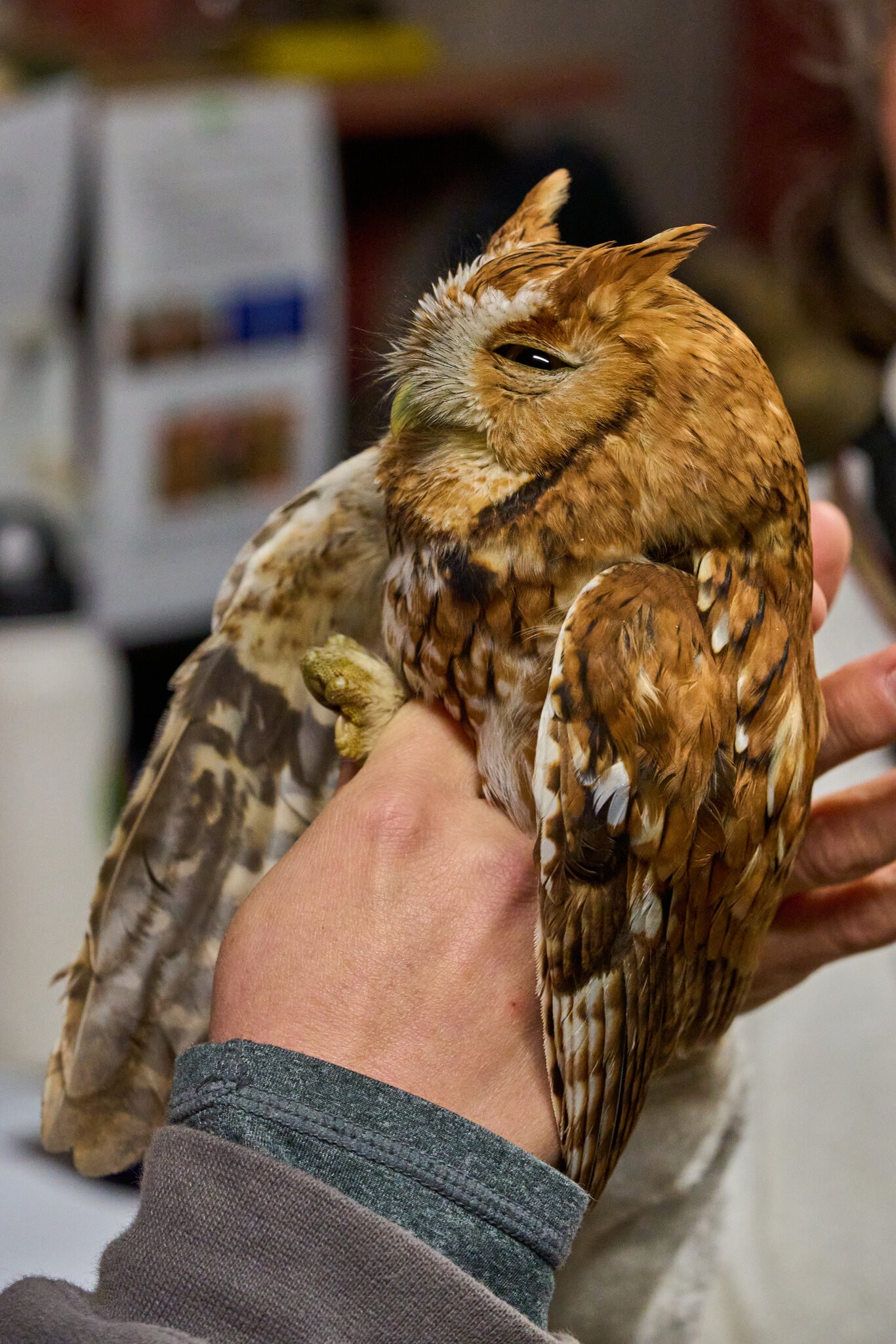 Screech Owl - Rushton Farm - 11152024 - 11.jpg