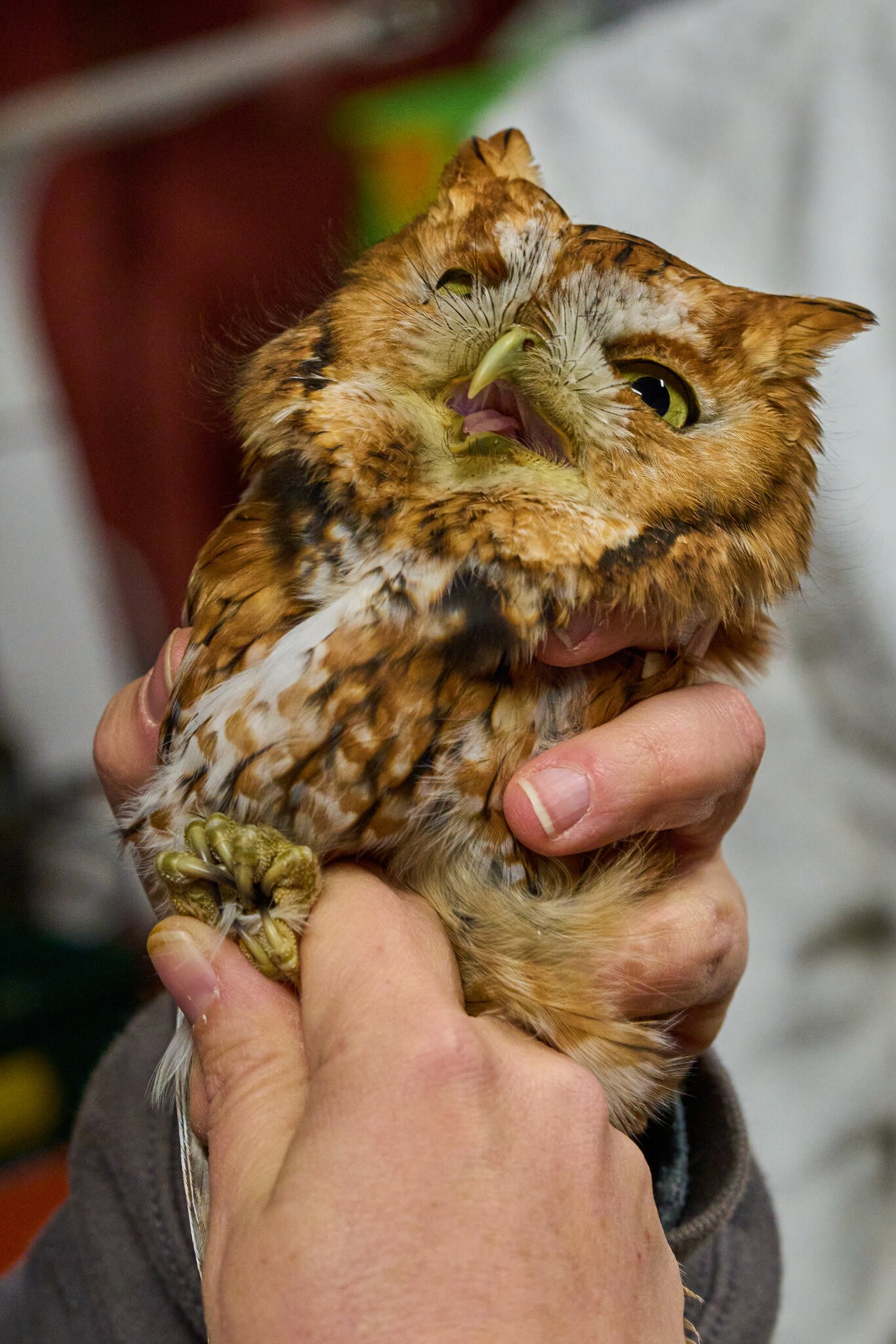 Screech Owl - Rushton Farm - 11152024 - 12.jpg