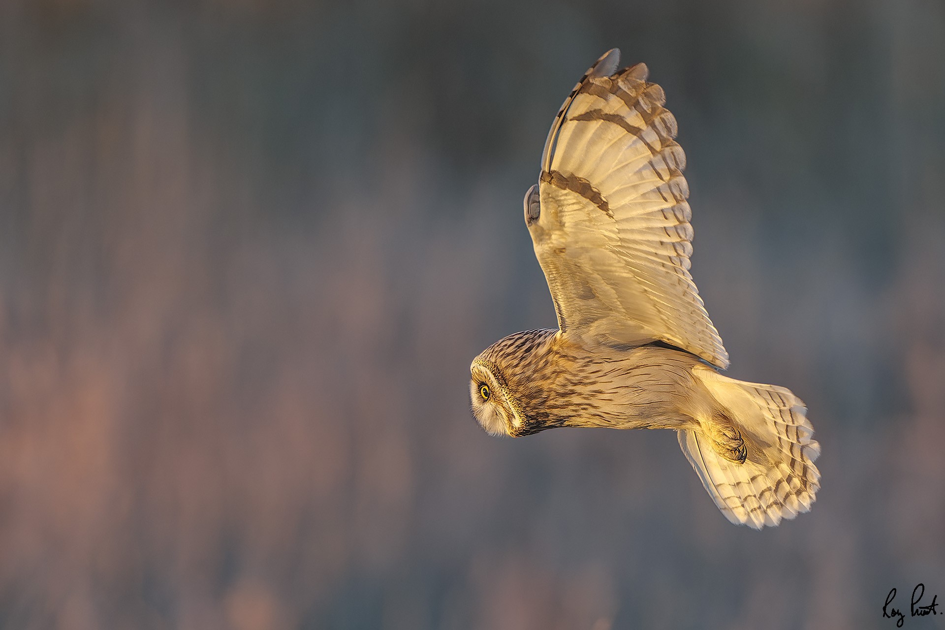 Short-eared Owl-2344.jpg