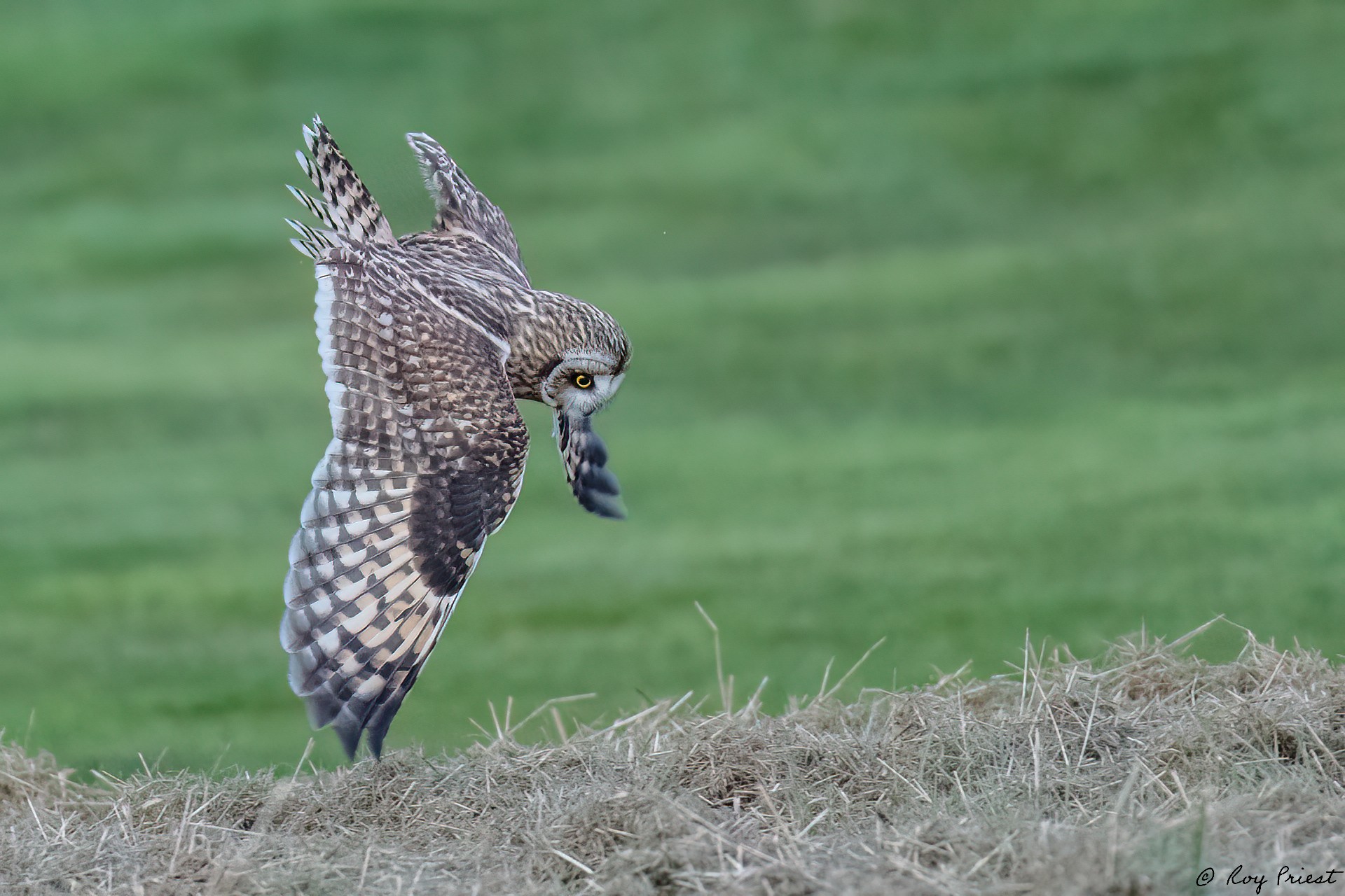 Short-eared-Owl_RP18208-Edit-2.jpg