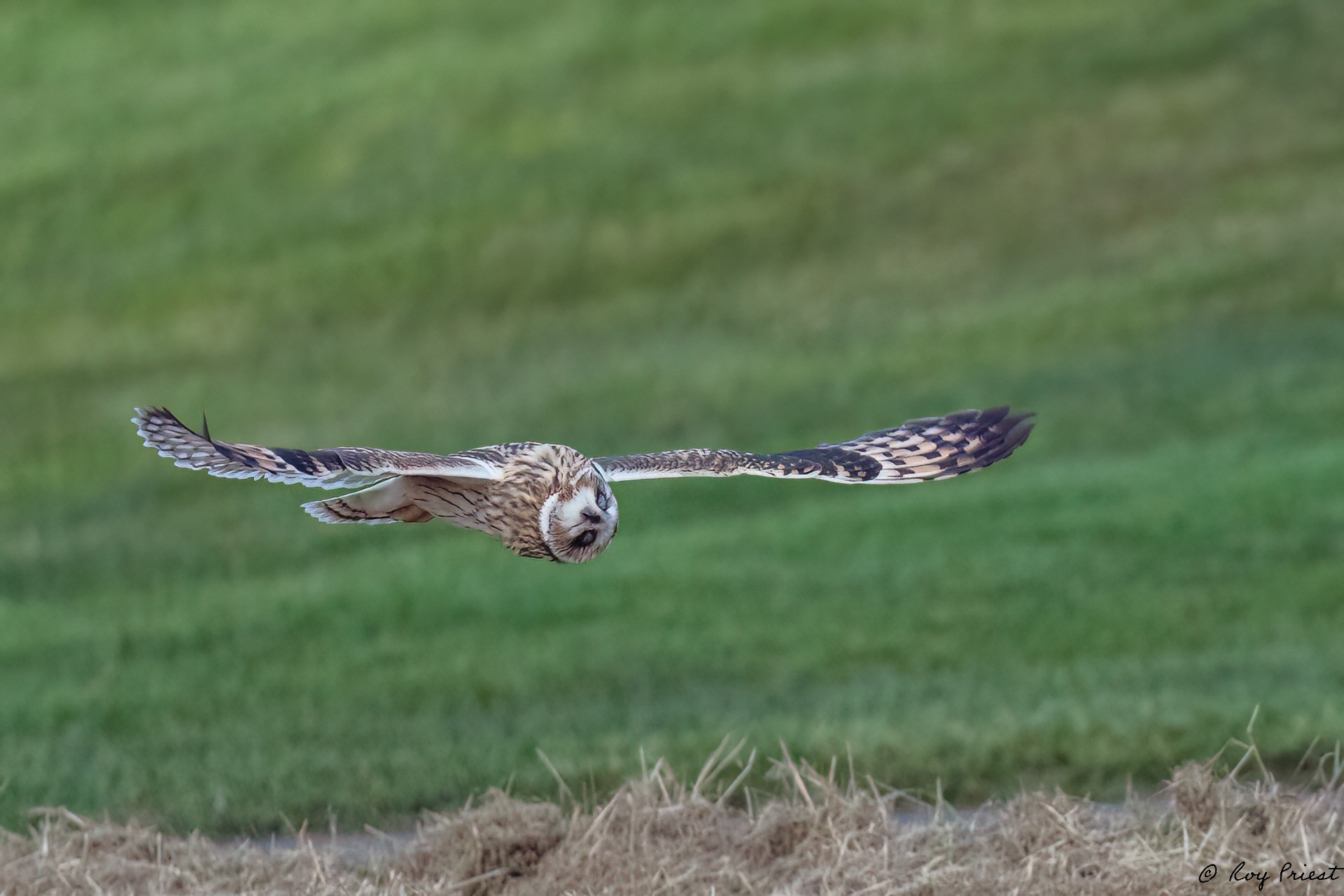 Short-eared-Owl_RP18229-Edit.jpg