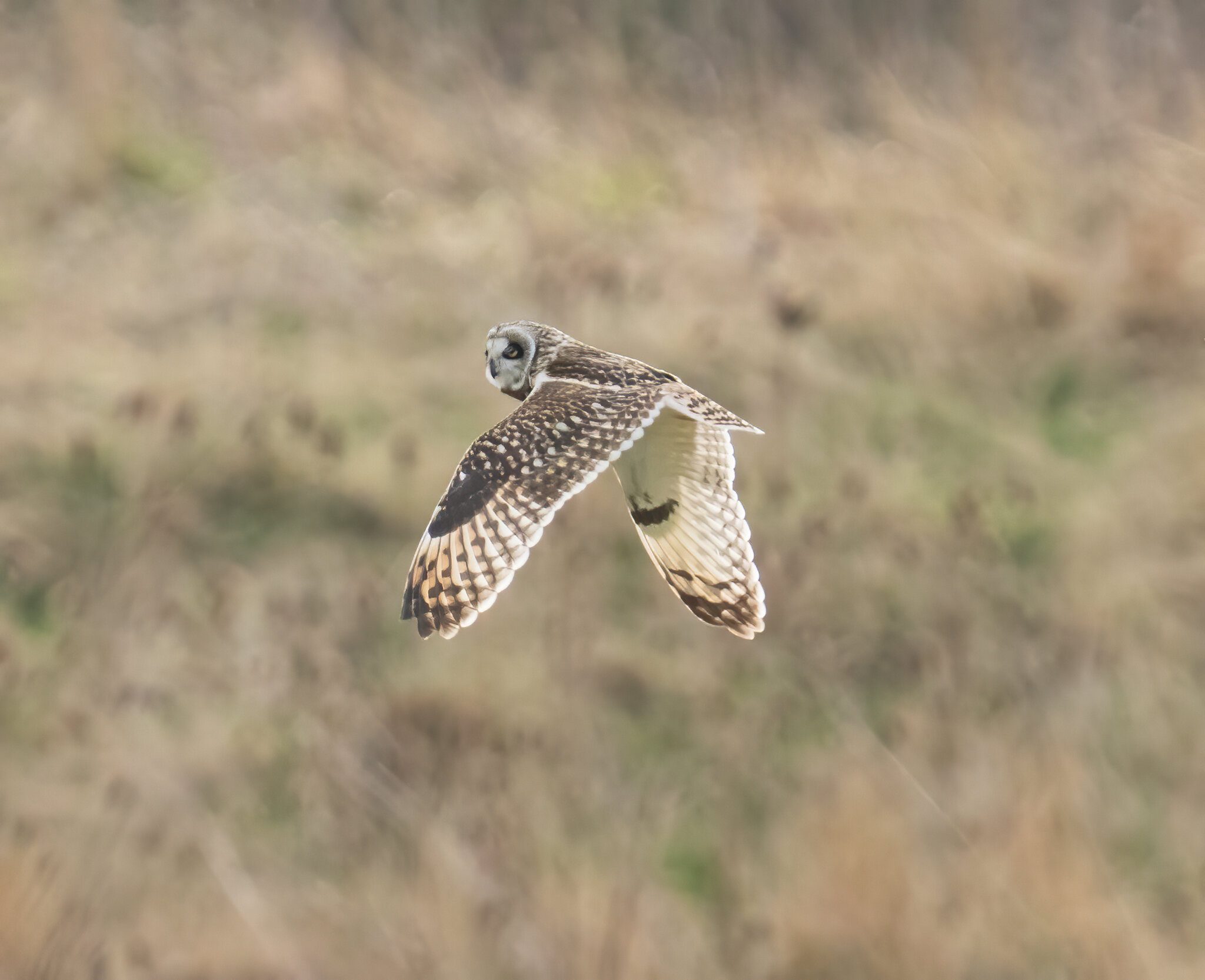 ShortEaredOwl.jpg