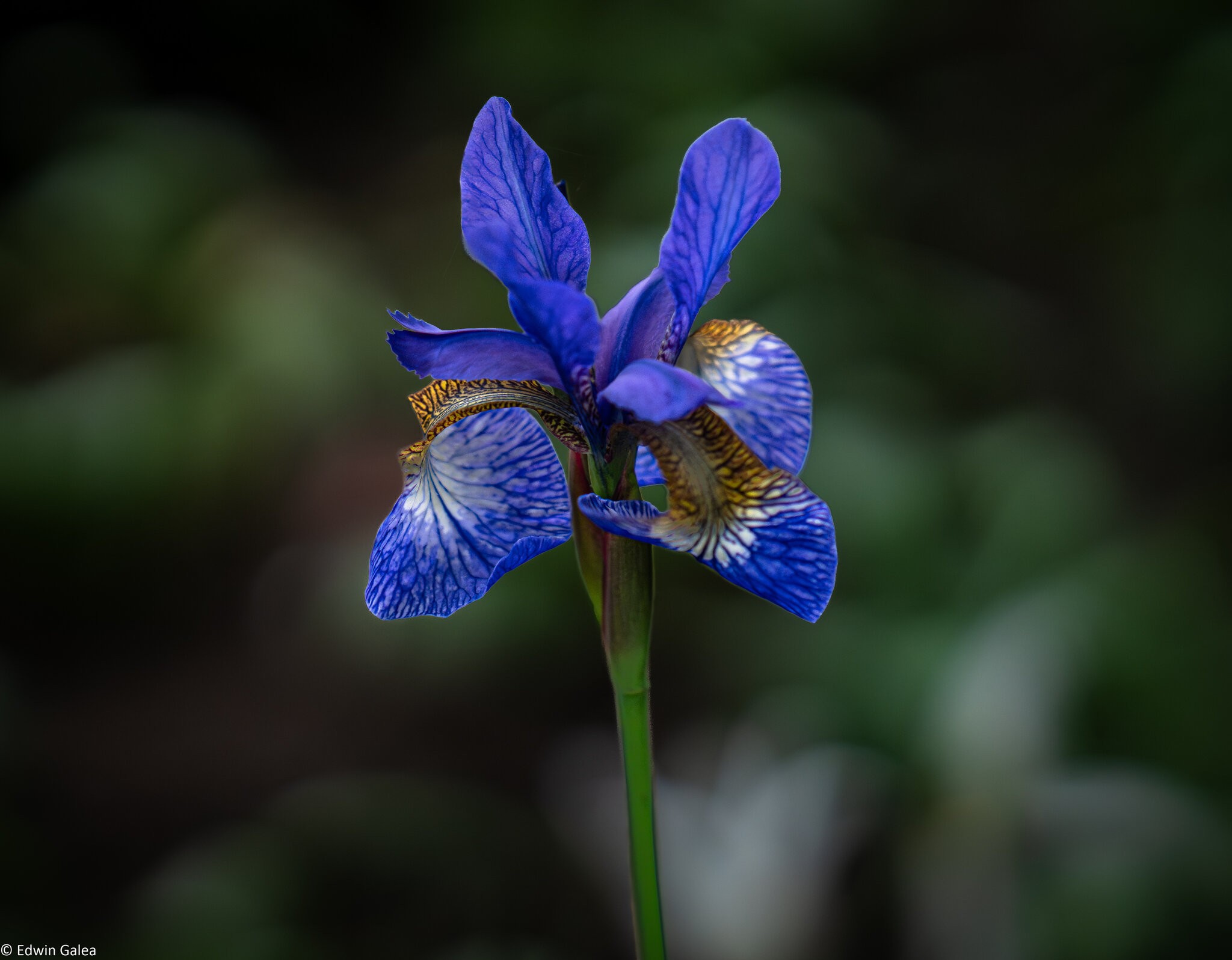 siberian iris-2.jpg