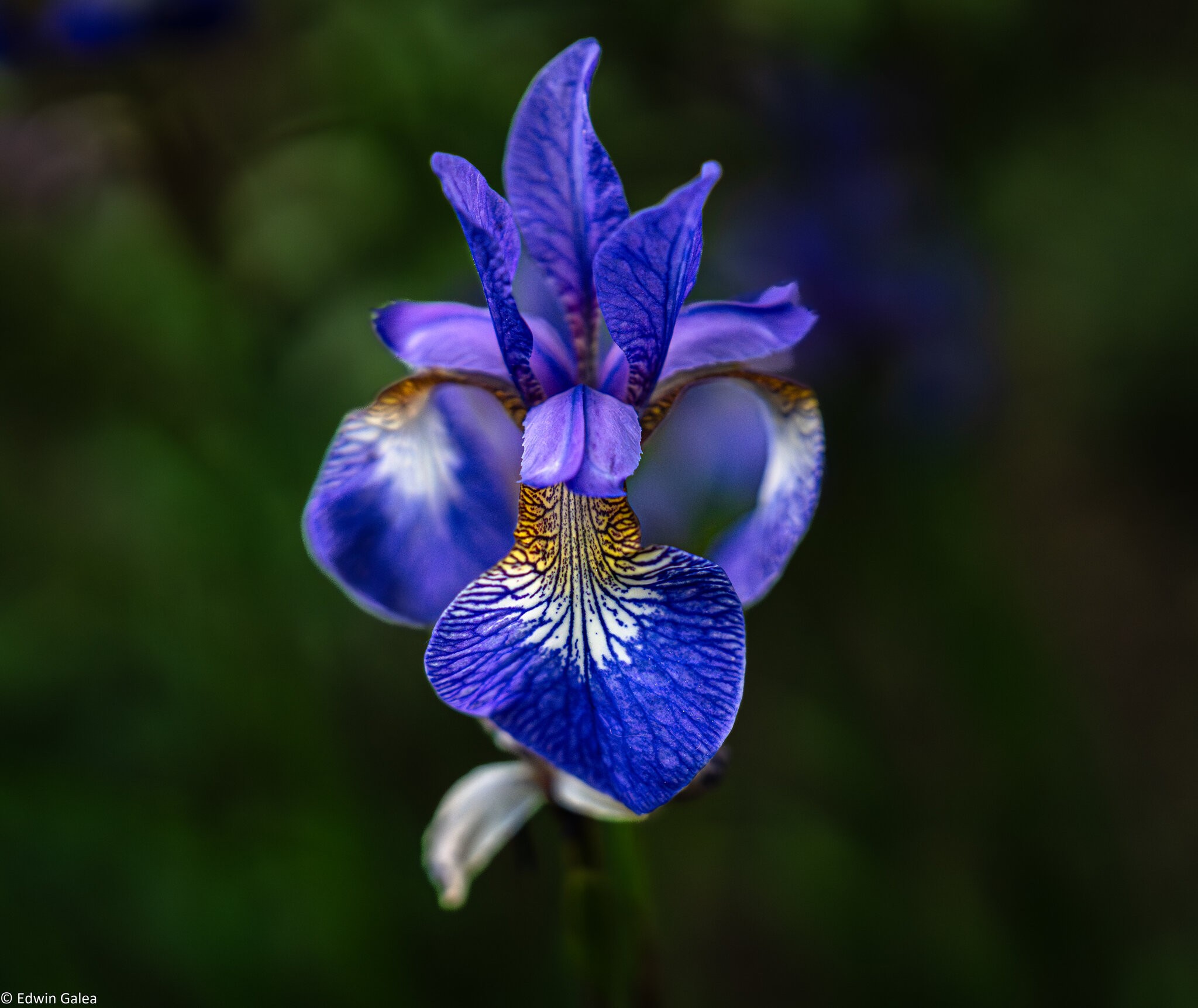 siberian iris-7.jpg