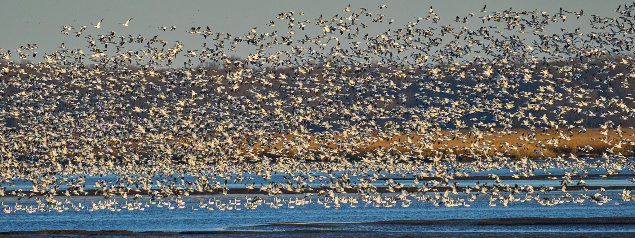 Snow Geese - BBH NWR - 12262021 - 01.jpg