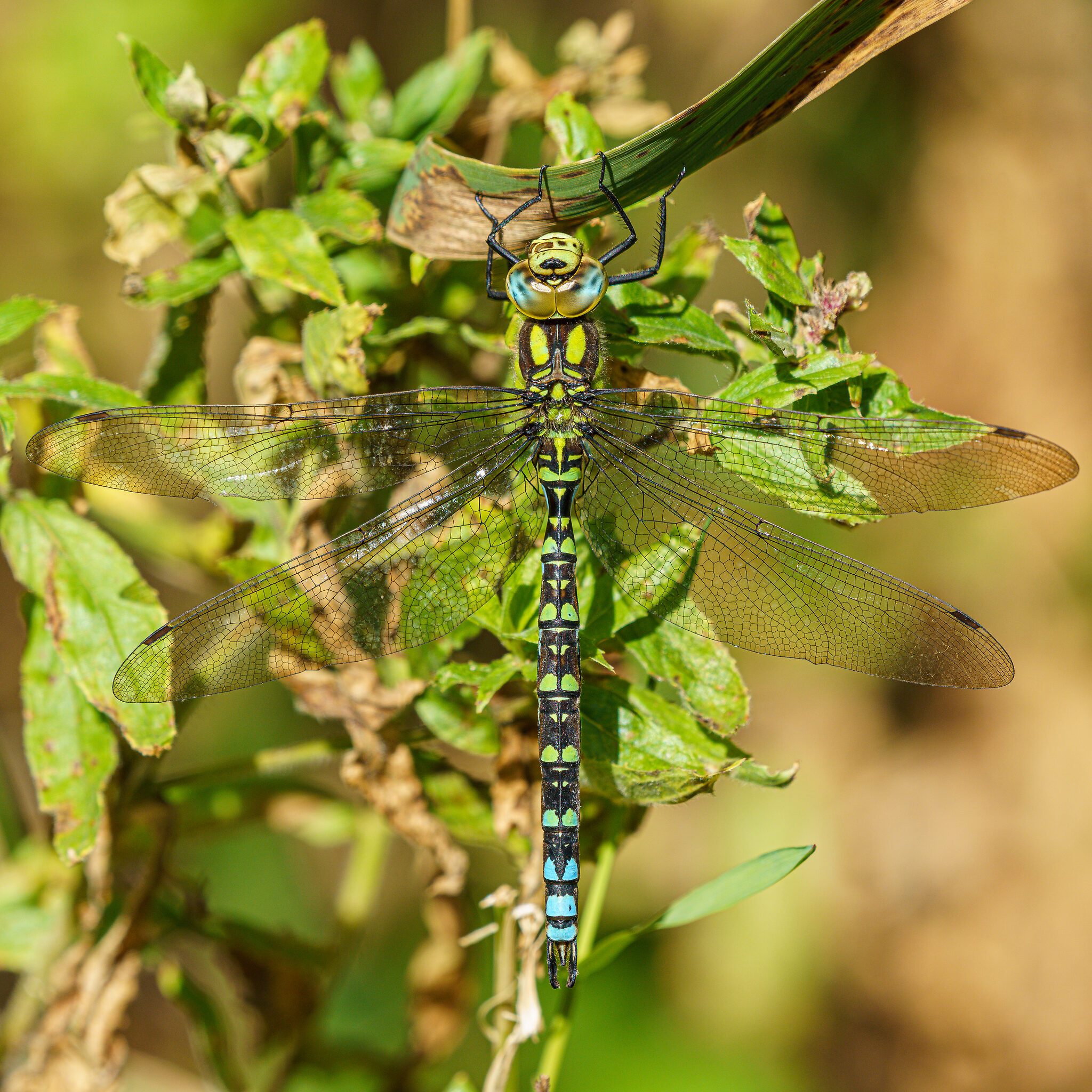 Southern Hawker.jpg