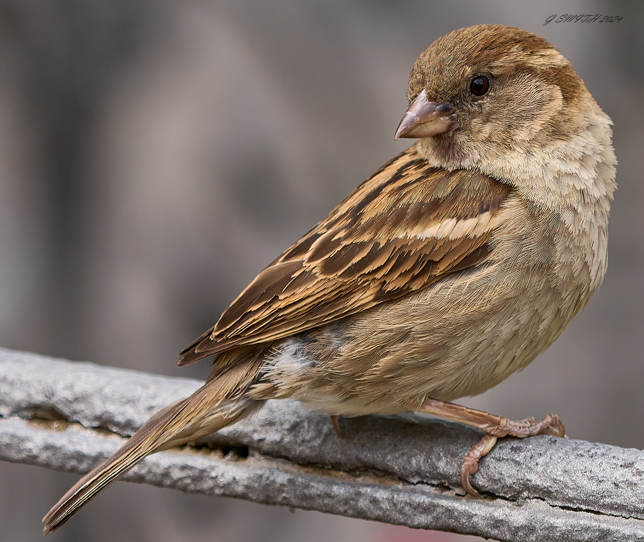 sparrow 2024 10.jpg