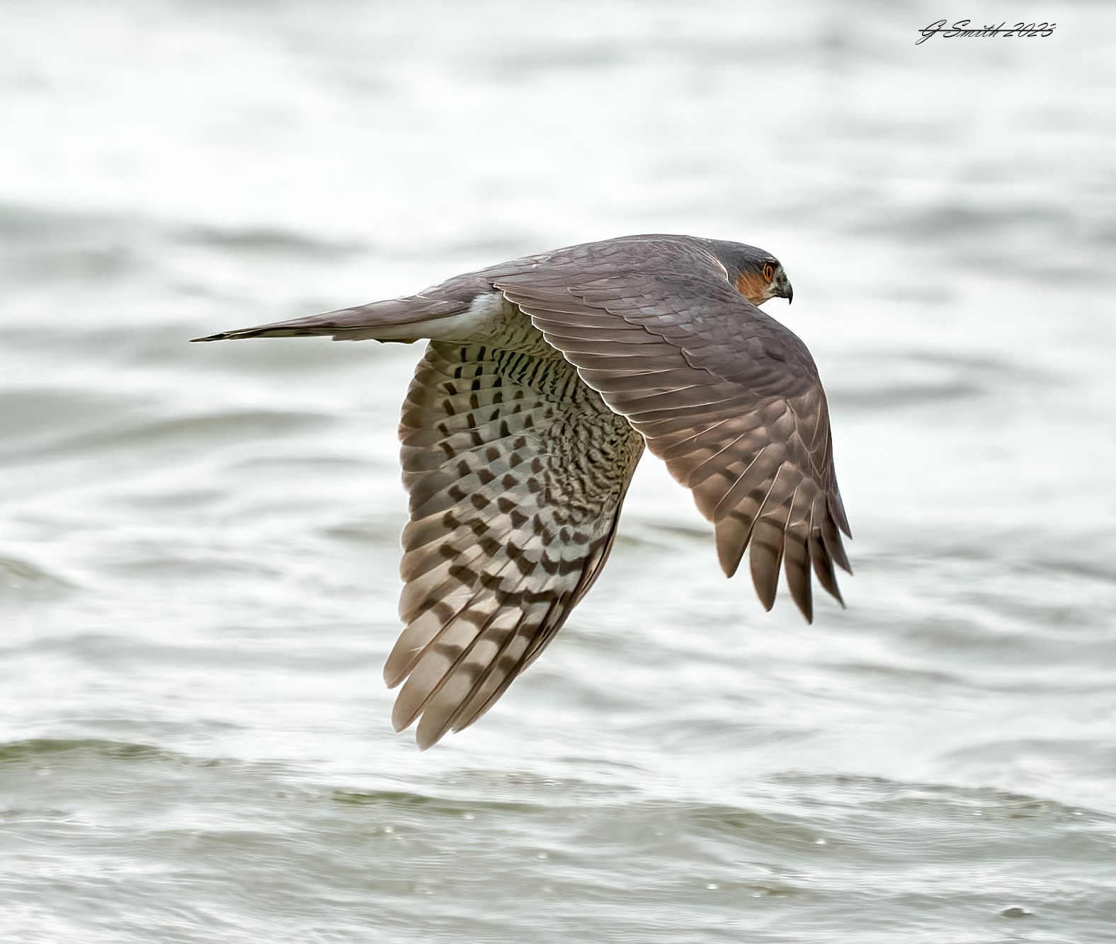 sparrow hawk 2023 10.jpg