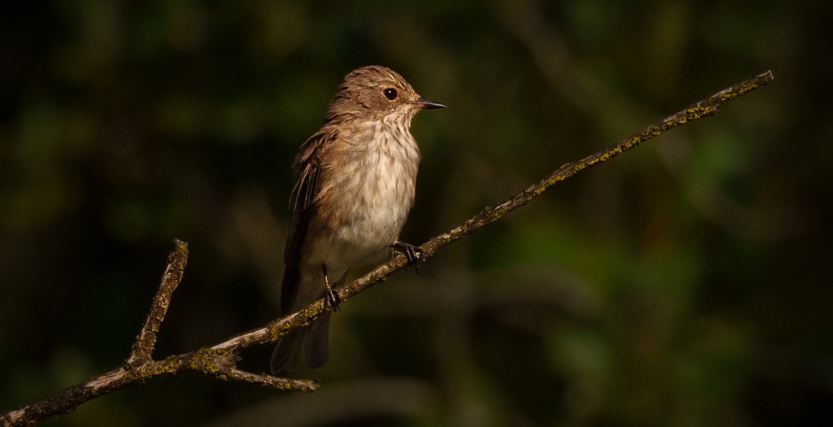 Spotted Fly Catcher (1 of 1).jpg