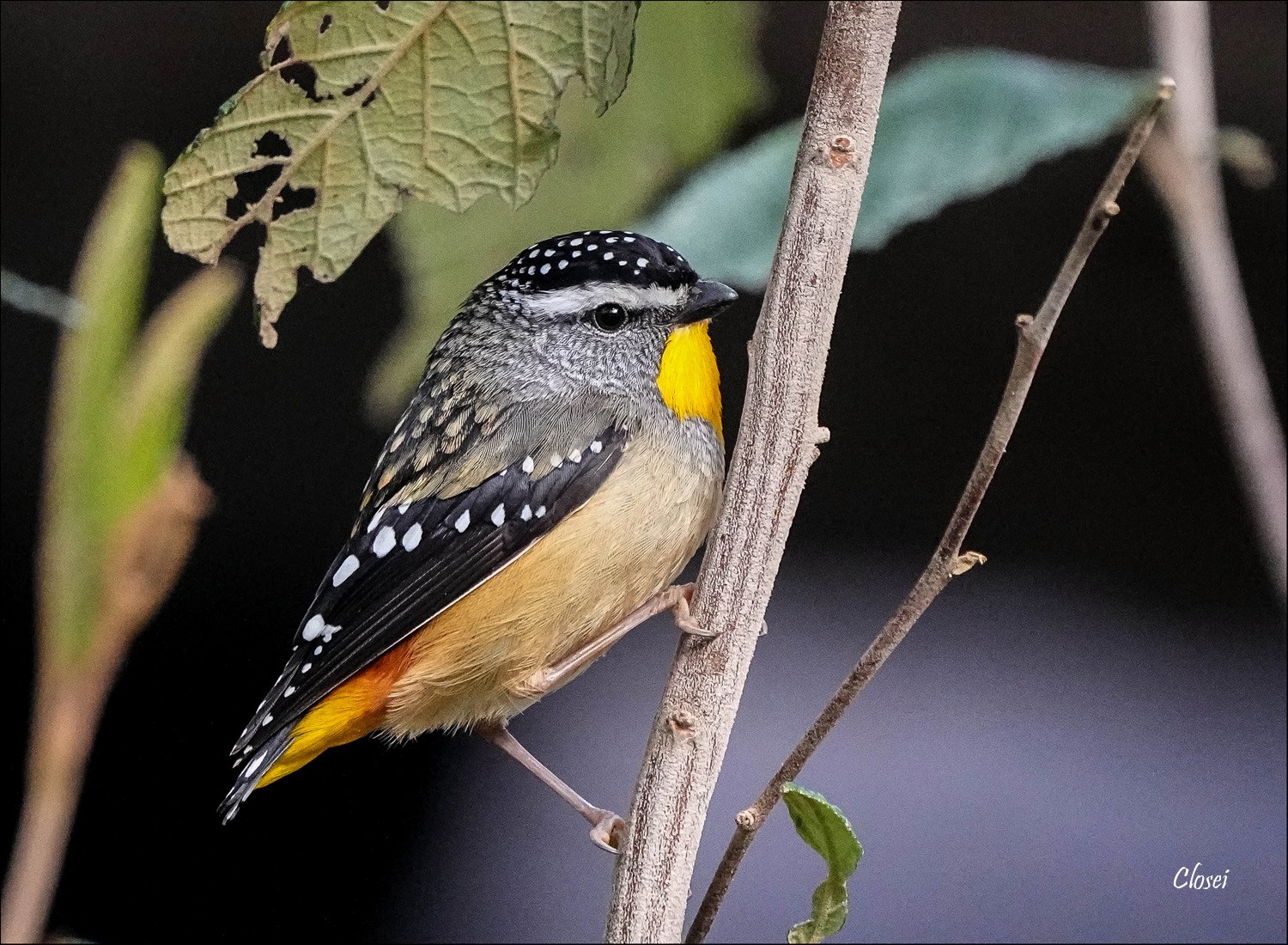 Spotted Pardalote 1r.jpg