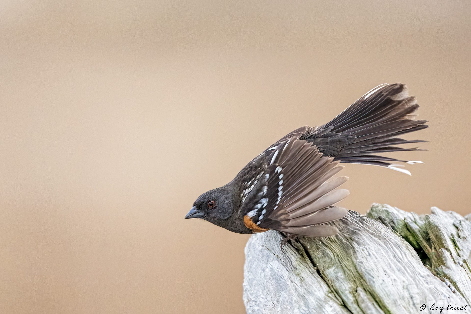 Spotted-Towhee-ROY-1A-5205.jpg