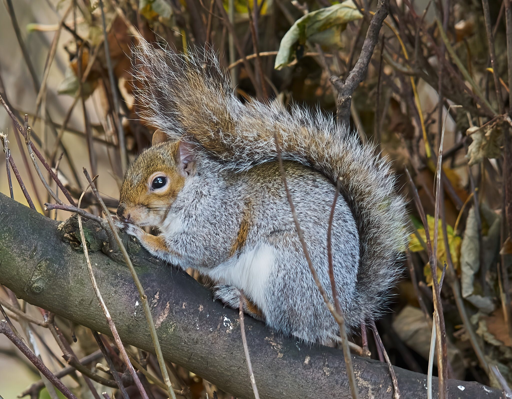 squirrel 2017 1.jpg