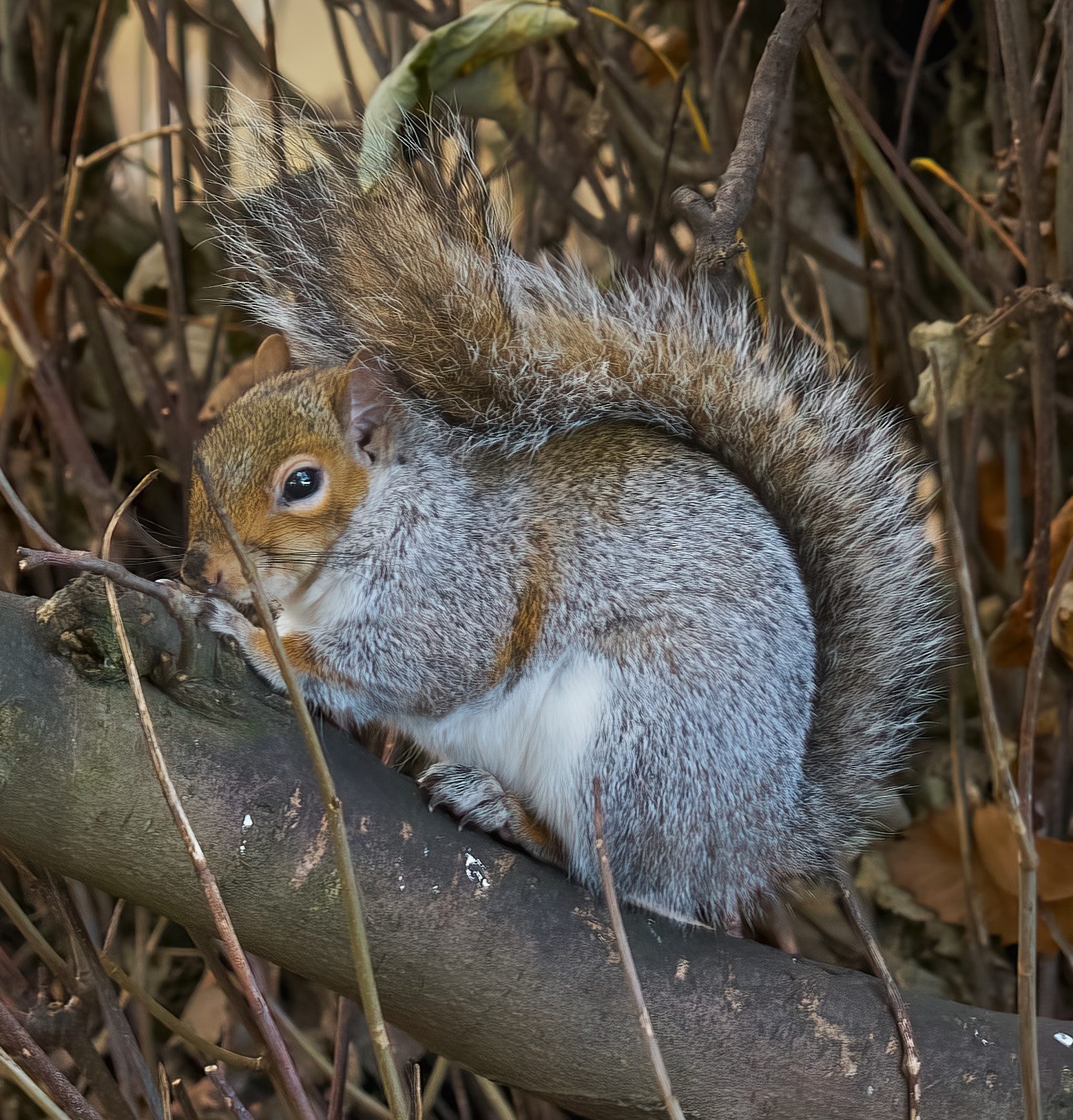 squirrel 2017.jpg