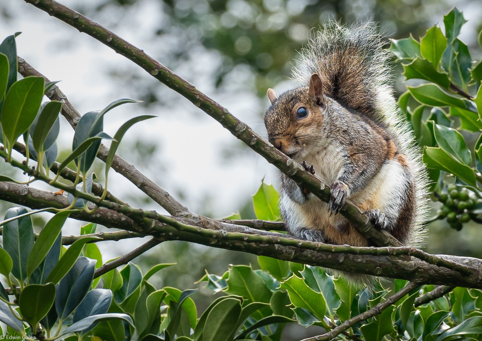 squirrel in tree-2.jpg