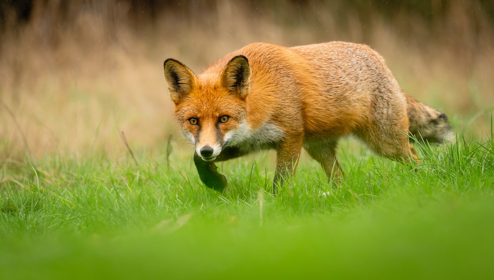 Stalking in the rain (1 of 1)-2.jpg