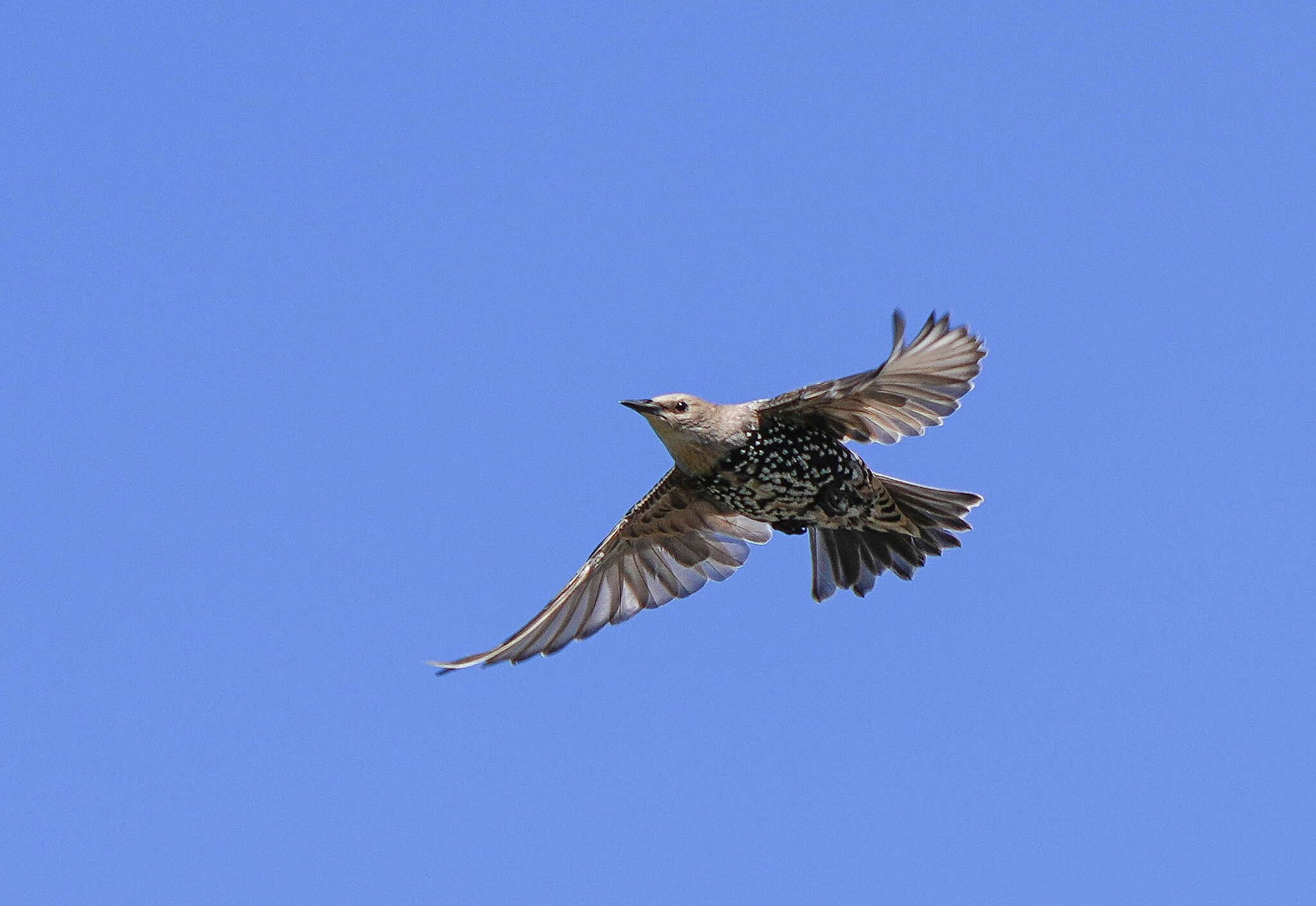 Starling 1.jpg