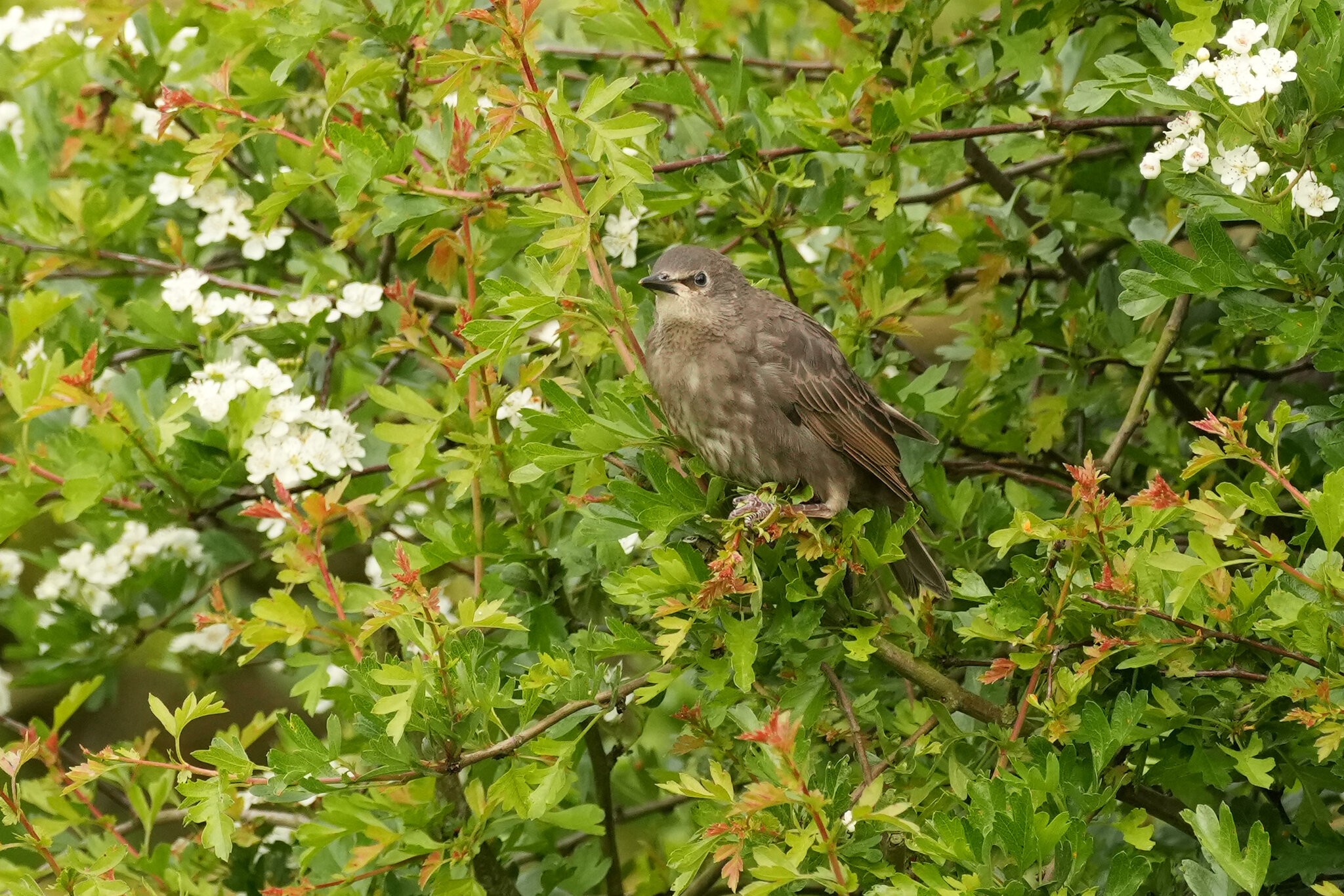 Starling-DSC04597-2500px.jpg