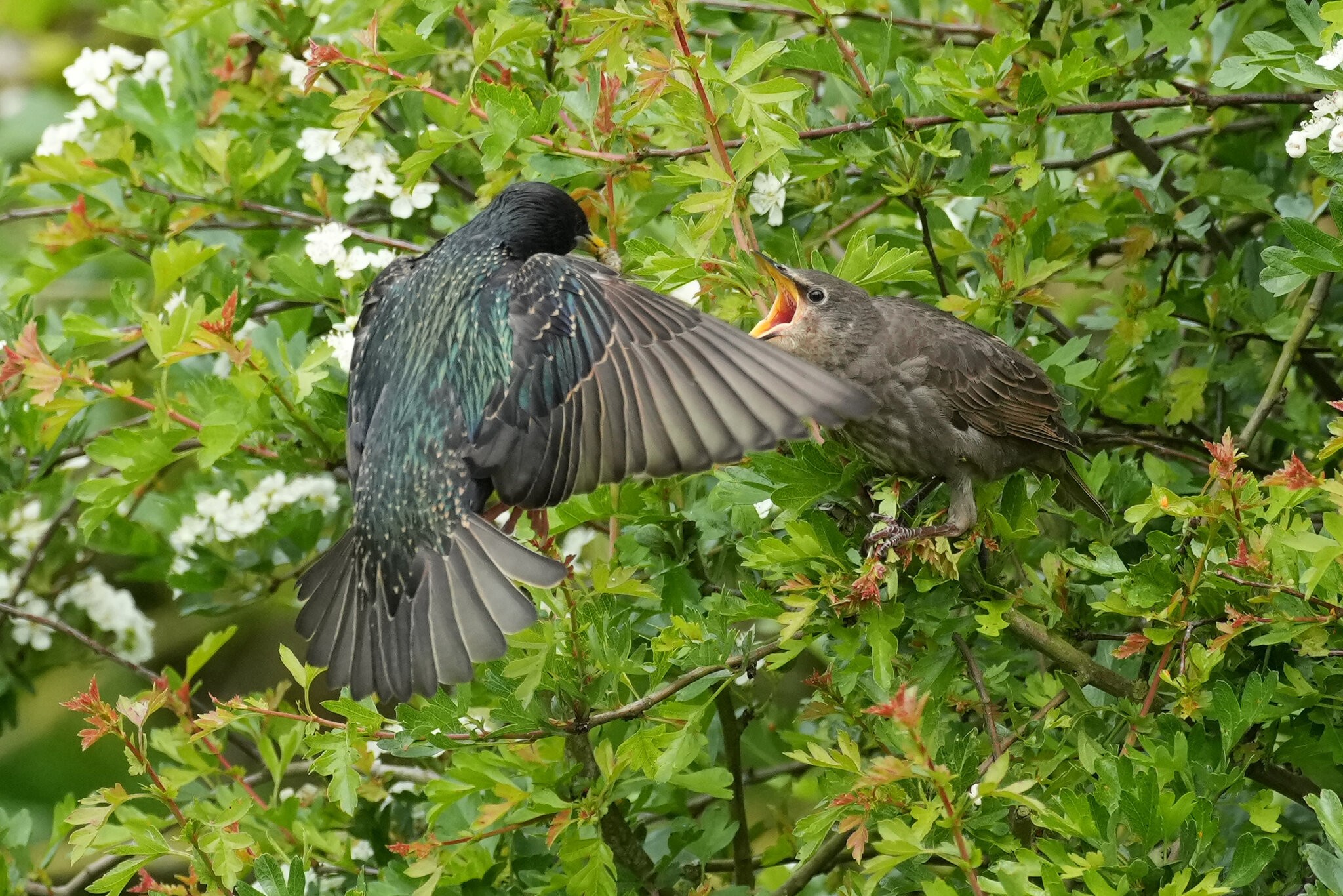 Starling-DSC04599-2500px.jpg