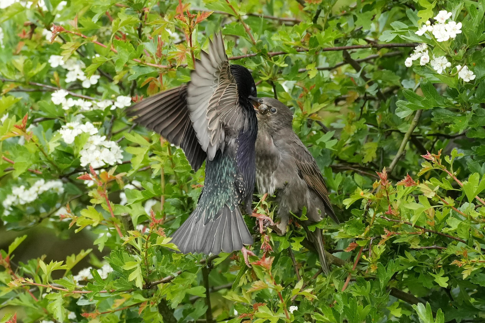 Starling-DSC04600-2500px.jpg