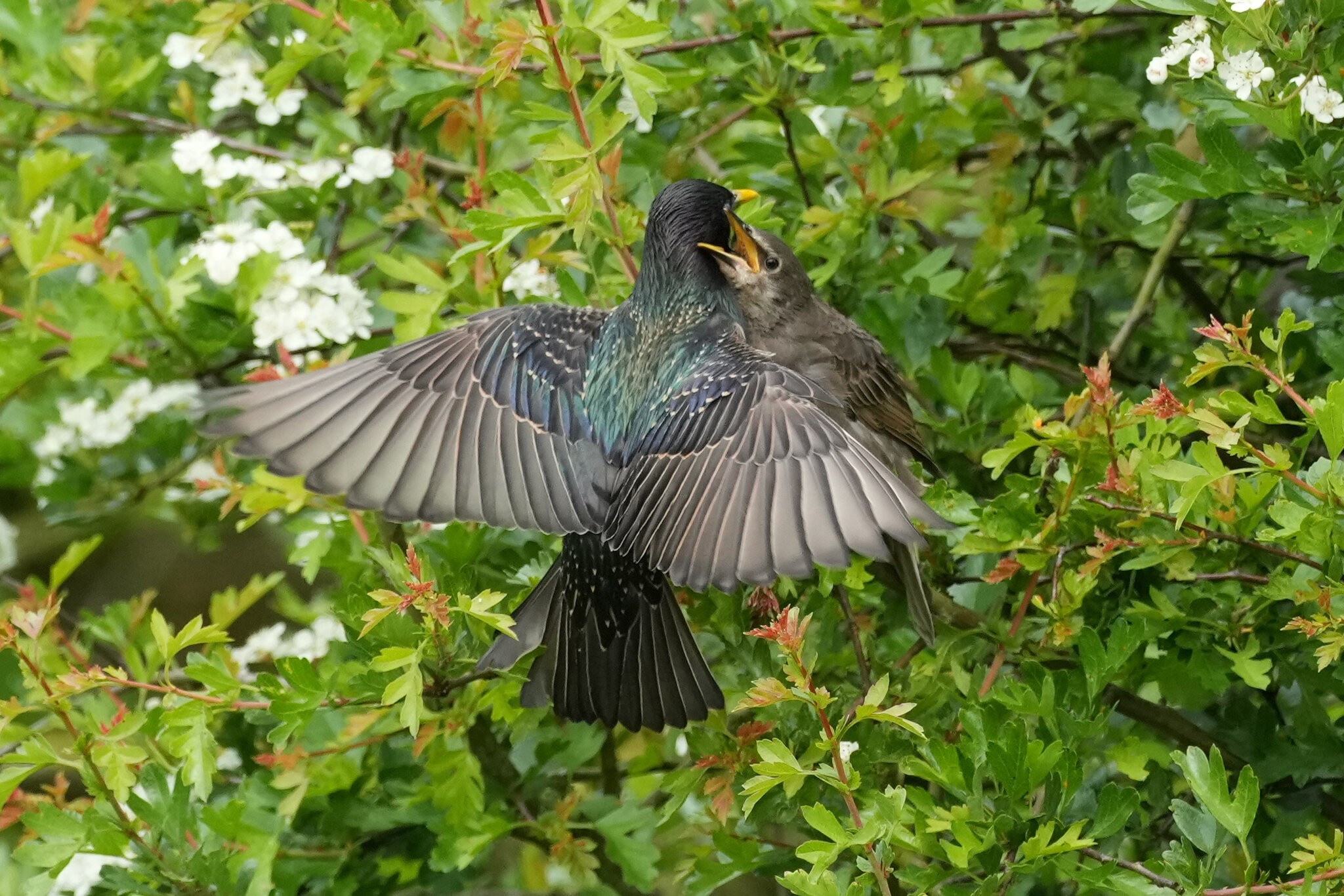 Starling-DSC04601-2500px.jpg