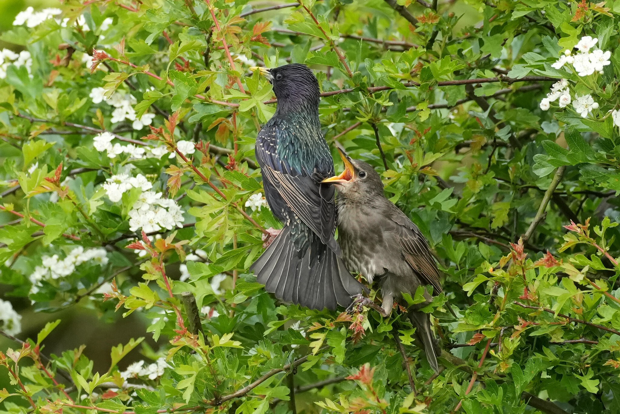 Starling-DSC04603-2500px.jpg