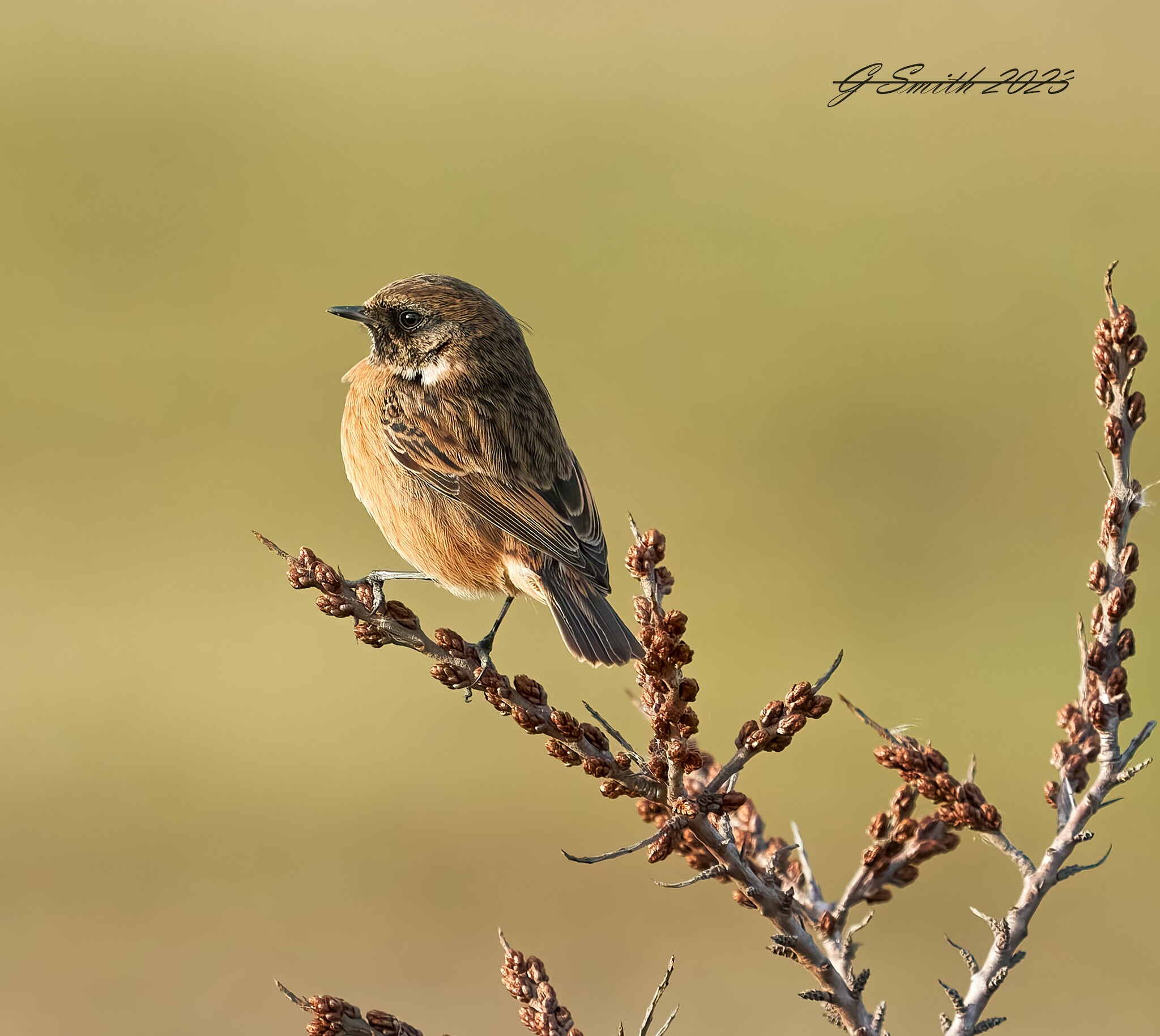 stonechat 2023 1 (2).jpg