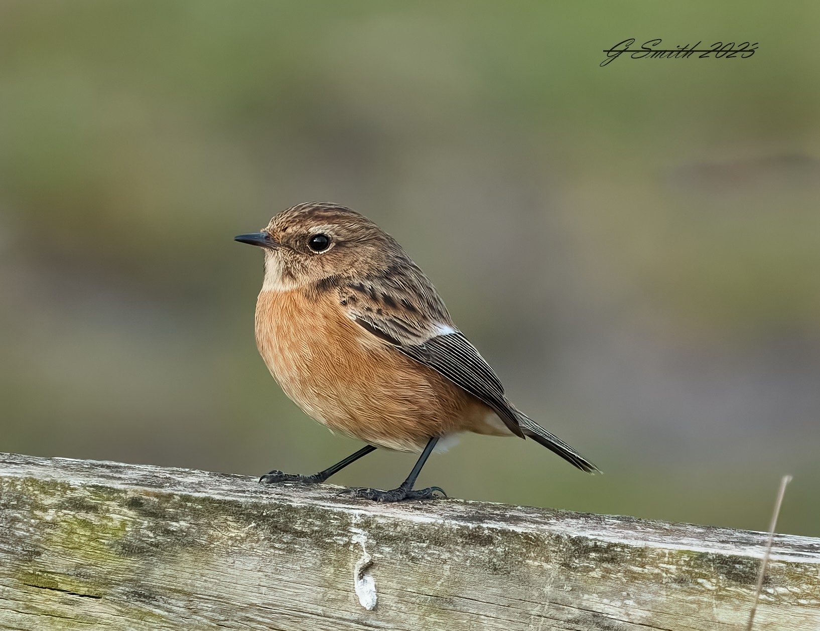 stonechat 2023 10.jpg